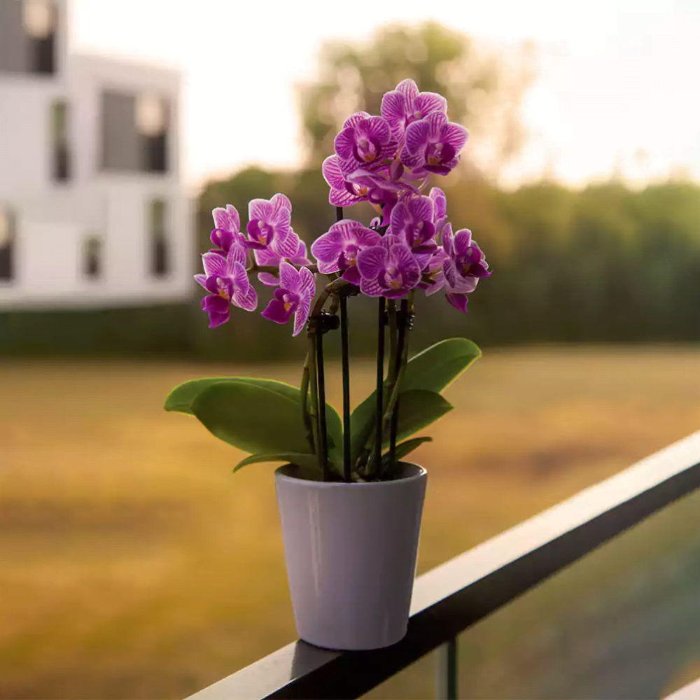 Indoor Ornamental Plants That Will