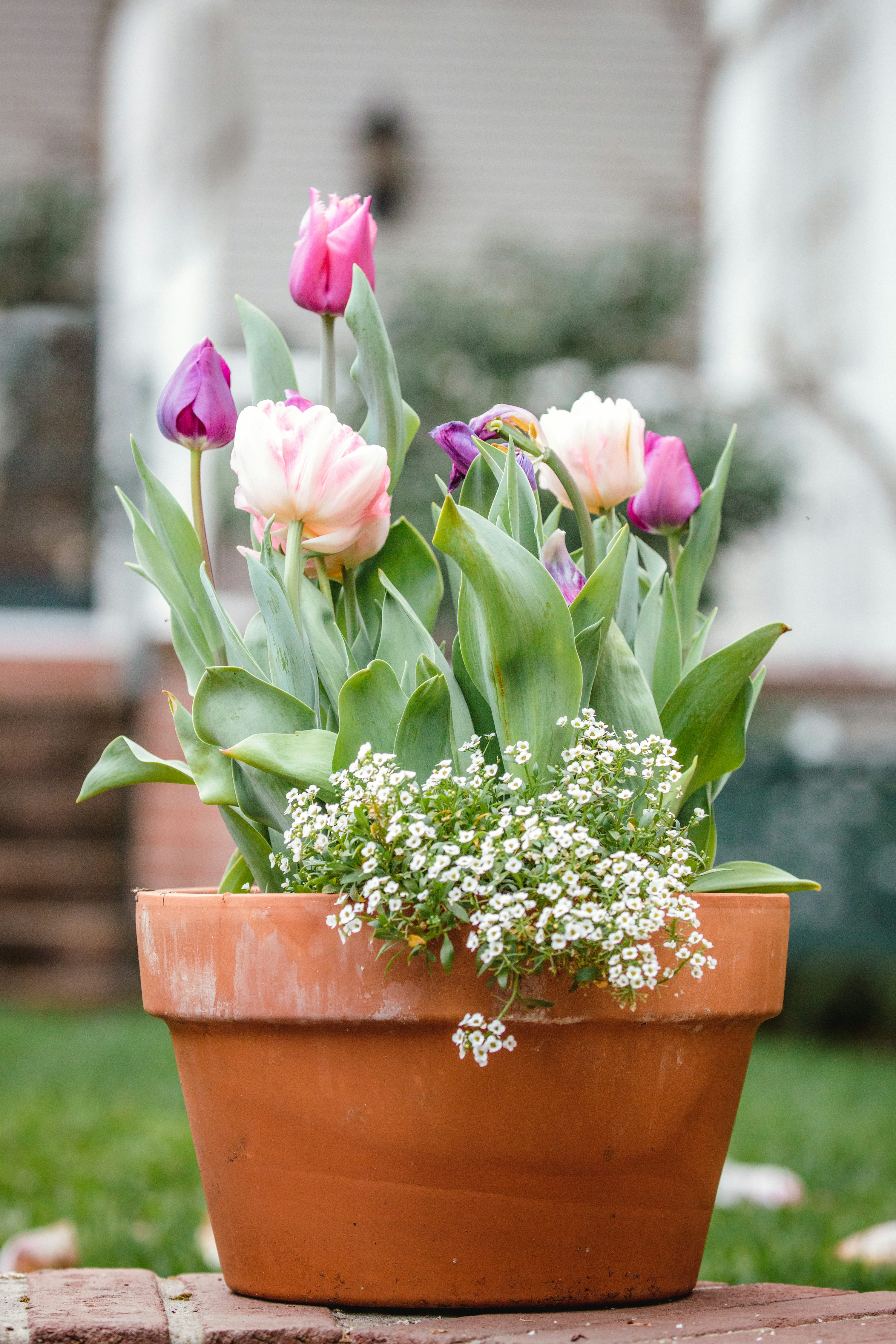 Flower Pot Picture HD