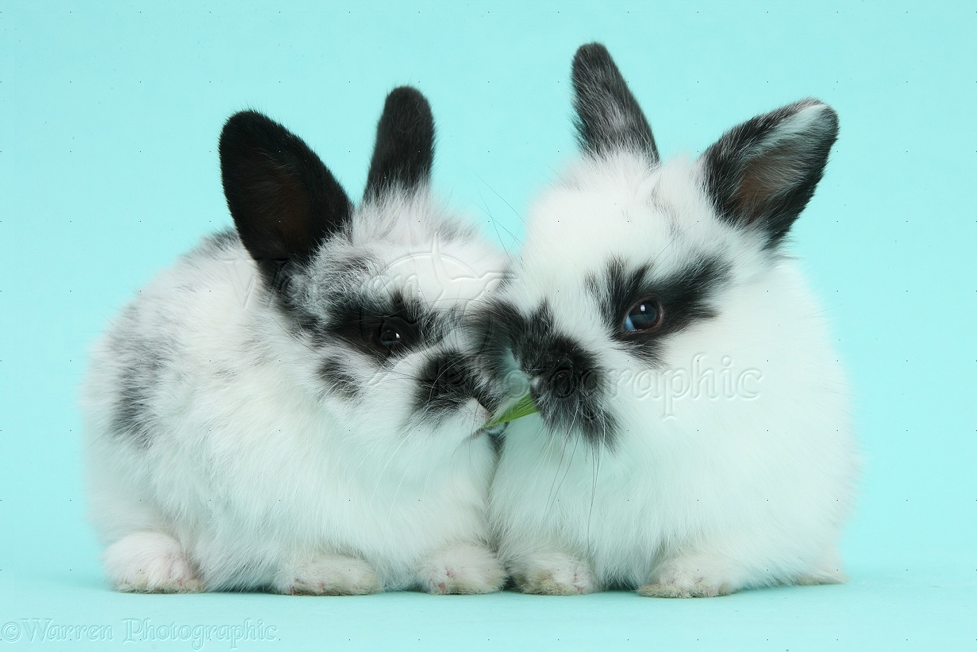 Cute Black And White Baby Bunnies