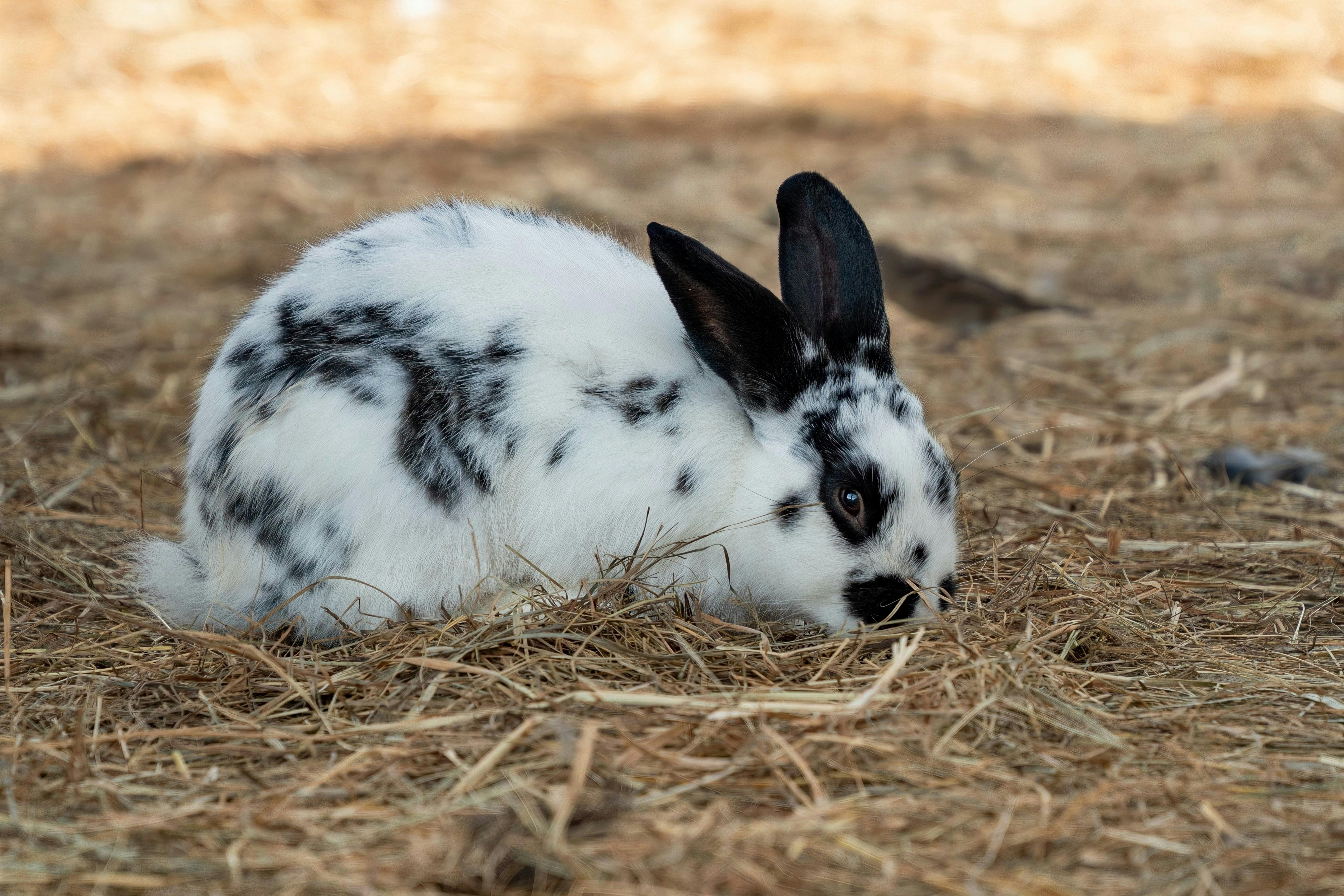 White and Black Rabbit on Gray Textile