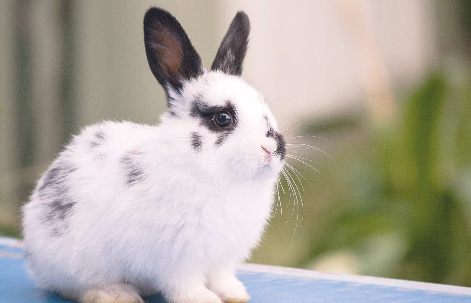 Baby Rabbit highest Black White