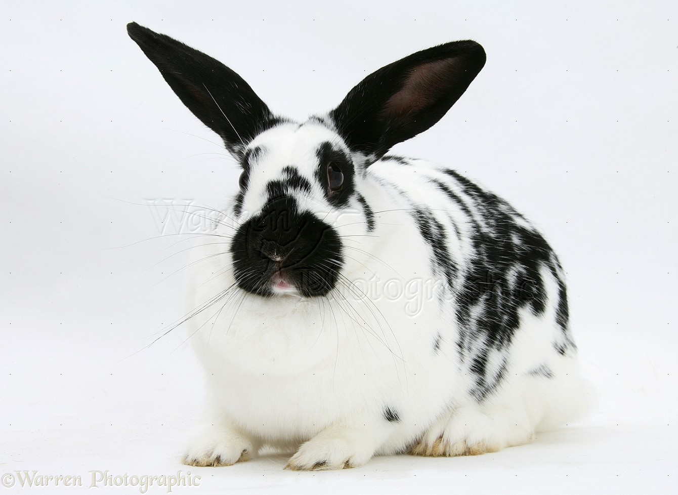 Black And White Spotted Rabbit Photo