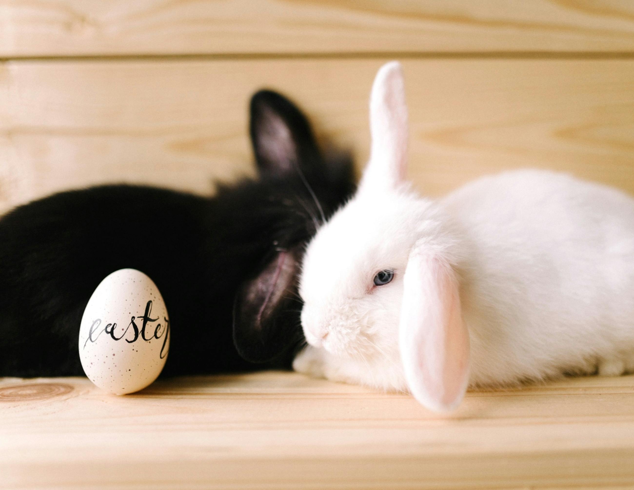 White Rabbit Beside an Easter Egg