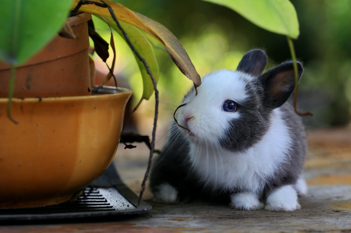 A Bunny Besides Potted A Plant · Free