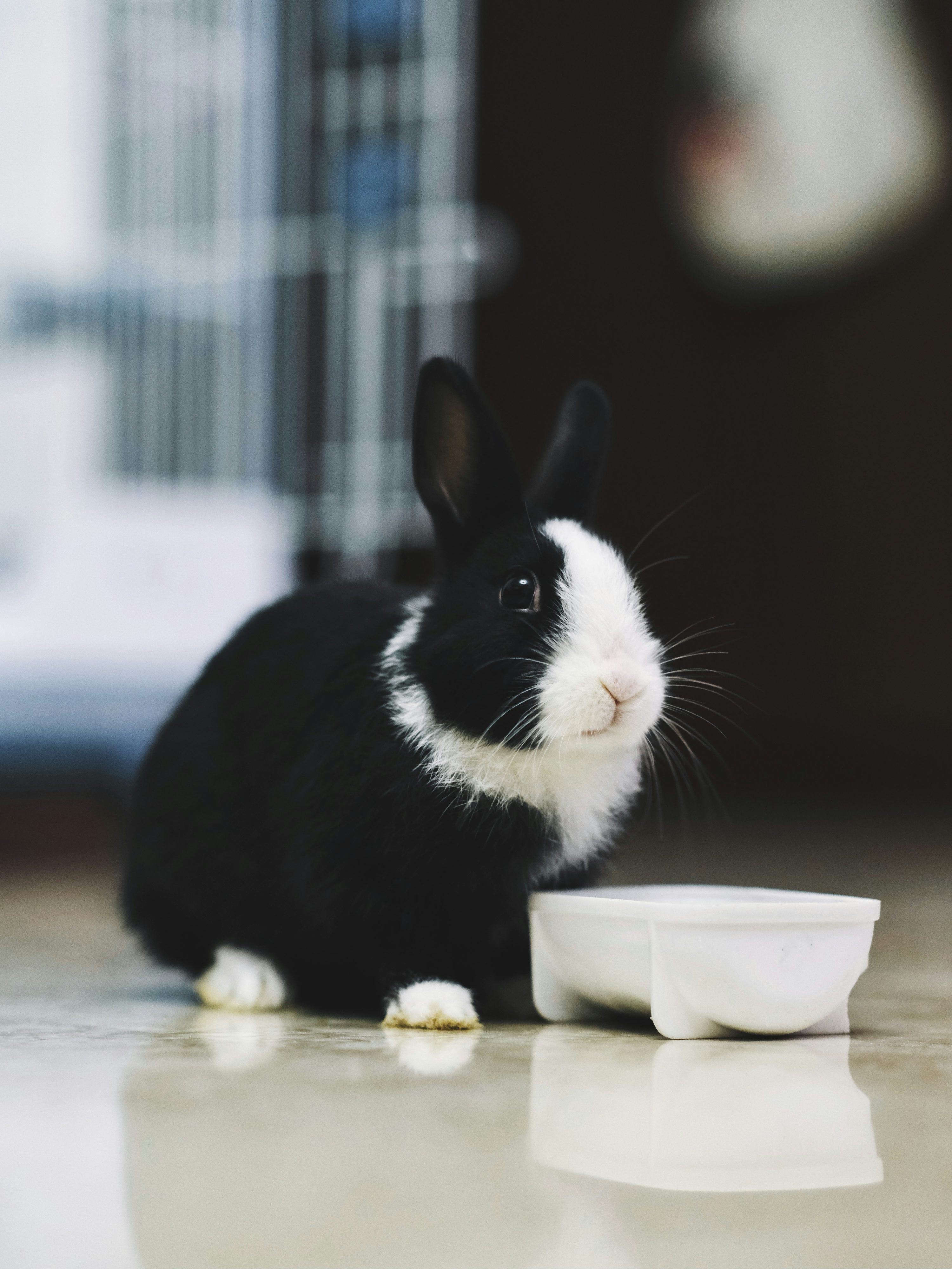 white rabbit on brown wooden table