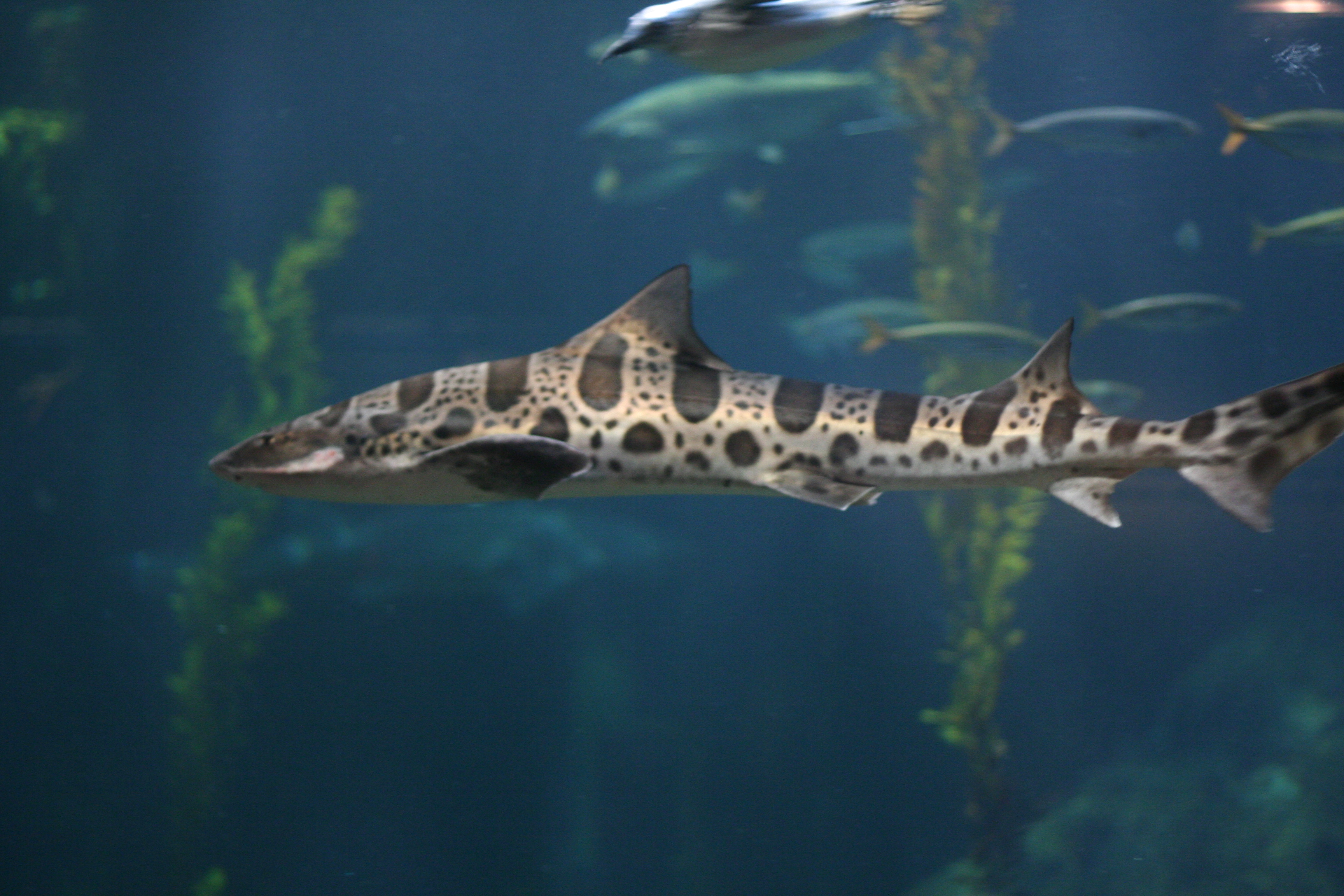 Download Animal Leopard Shark HD Wallpaper