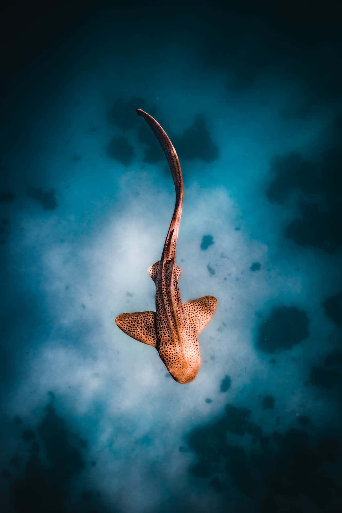 Leopard Shark Aerial View Wallpaper