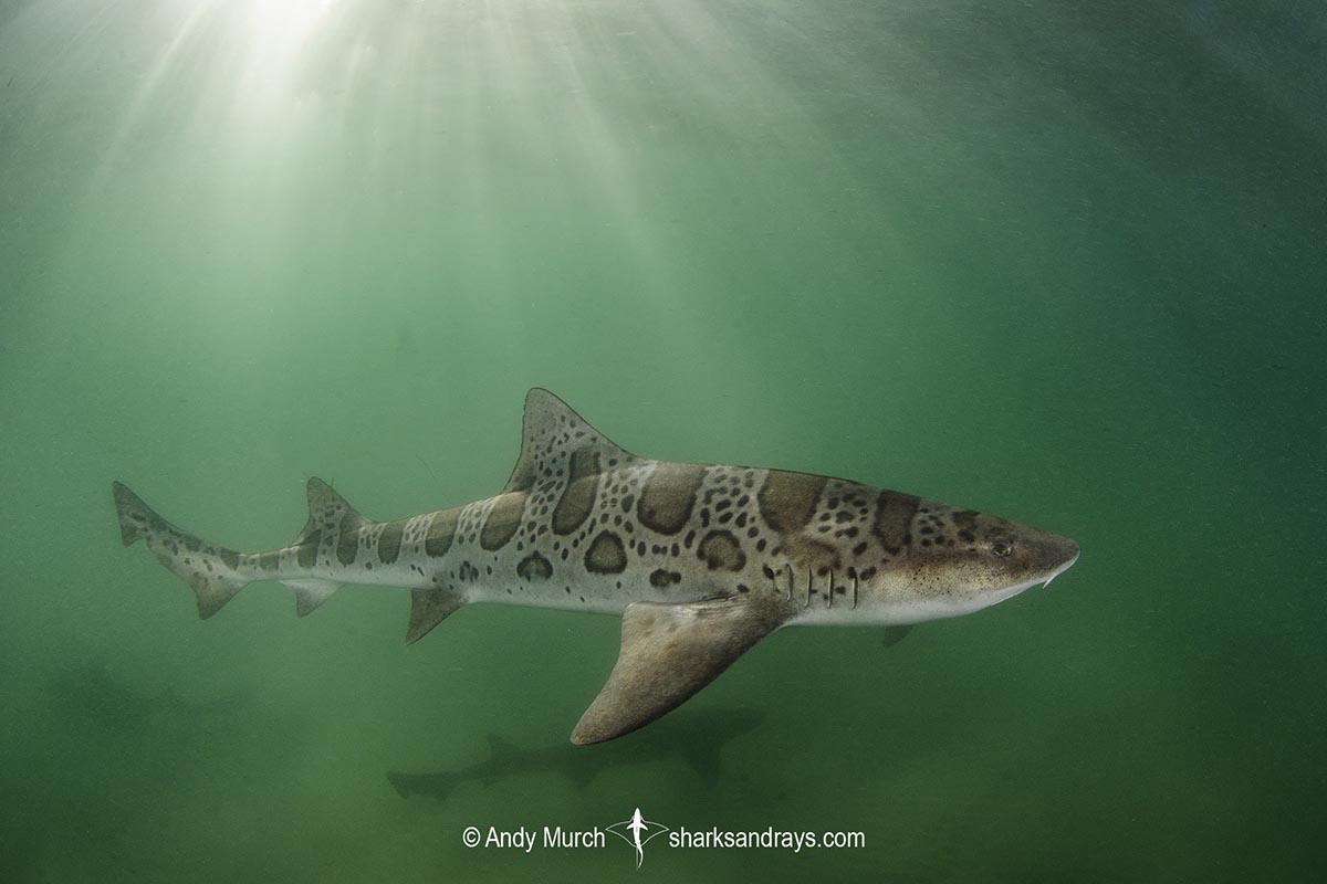 Leopard Houndshark