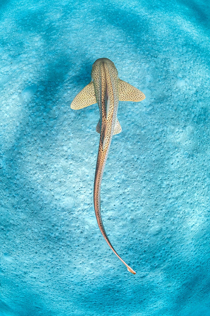 Leopard Shark Ningaloo Reef