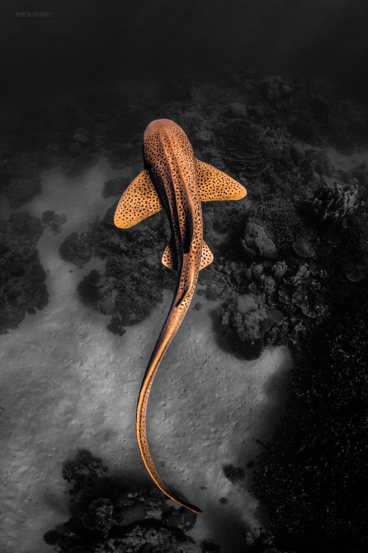 ITAP Of A Leopard Shark By Hunting For