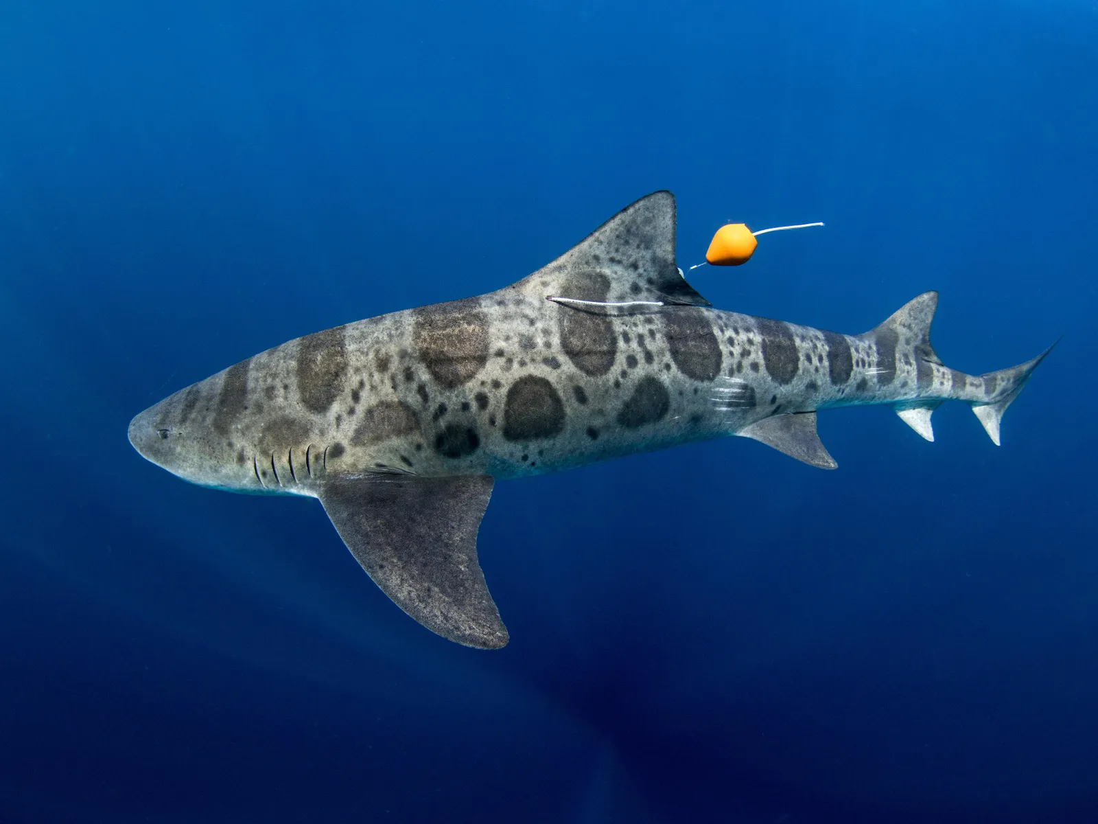 Leopard Sharks Navigate With Their Noses