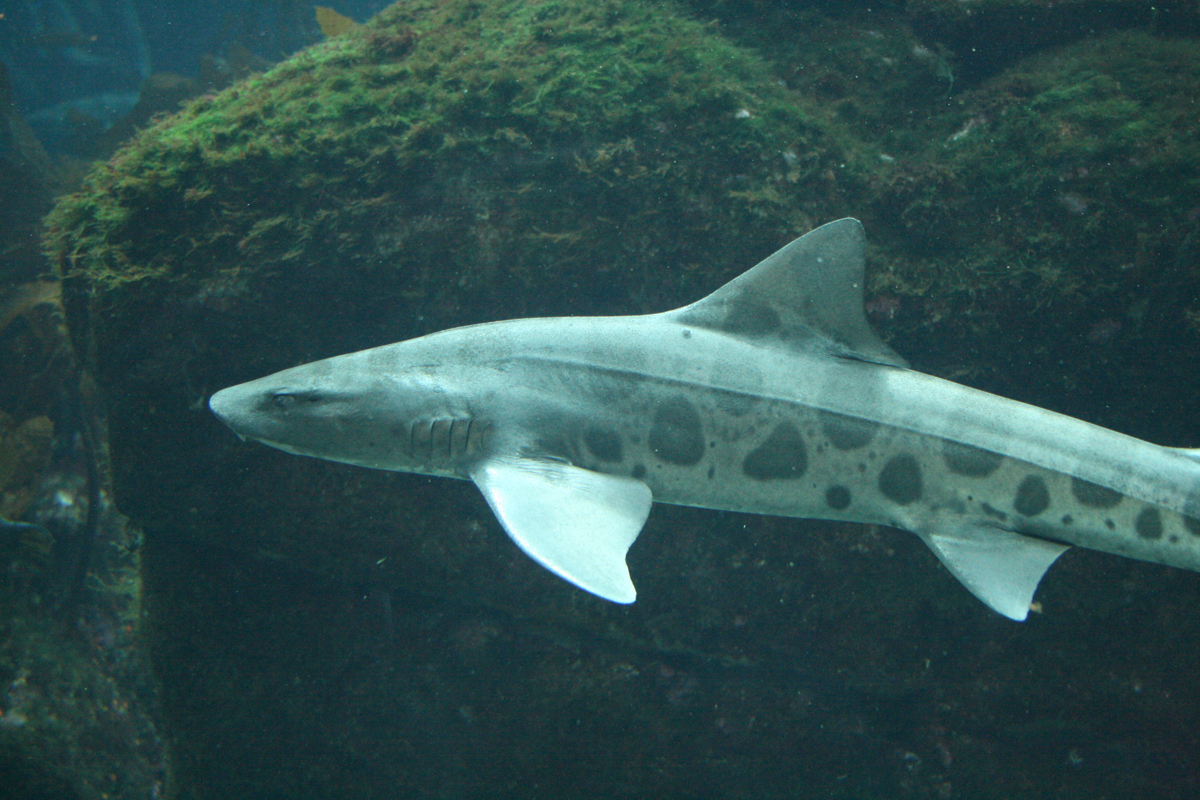 Animal Leopard Shark 4k Ultra HD Wallpaper