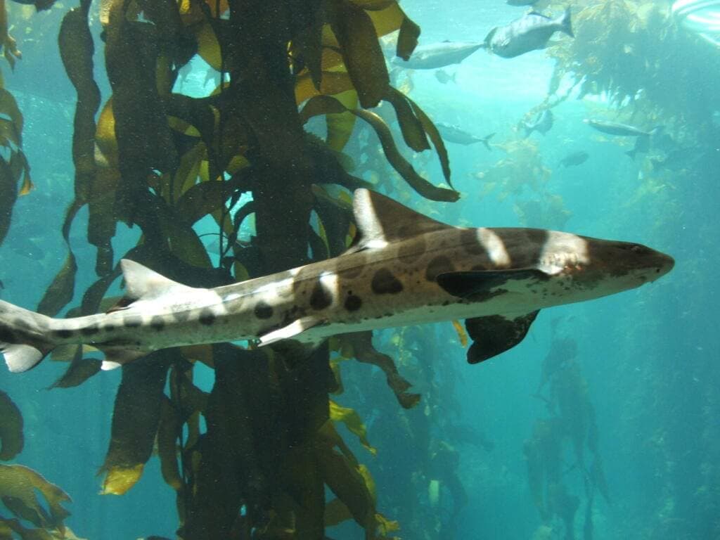 Leopard Shark Key Information