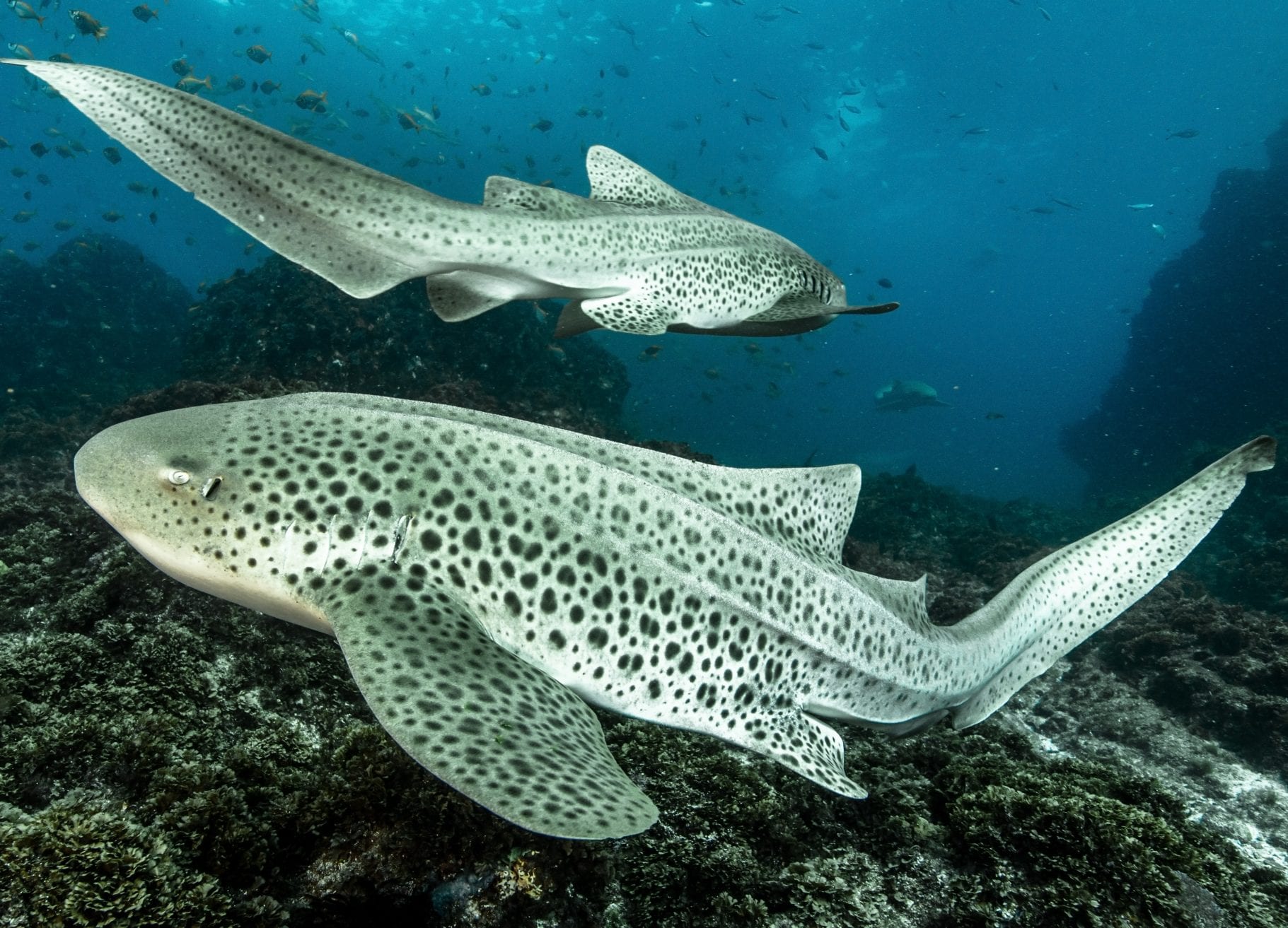 leopard sharks
