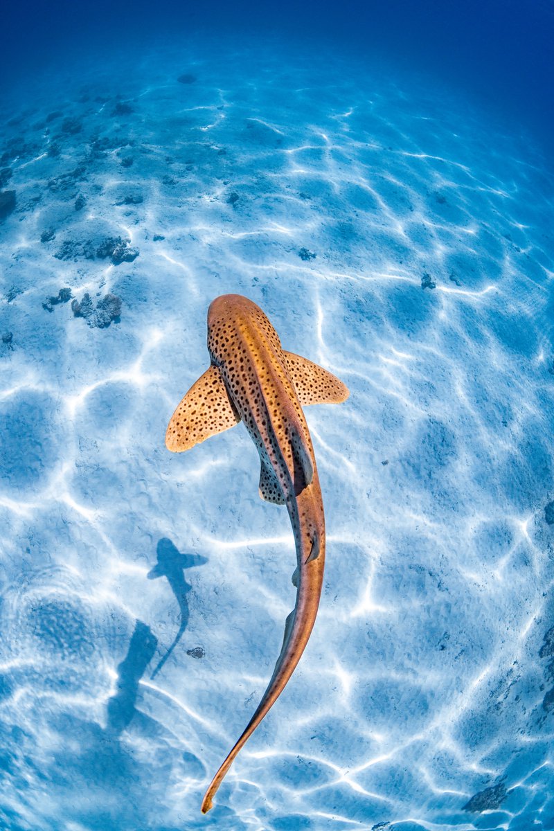 Animal Planet leopard shark