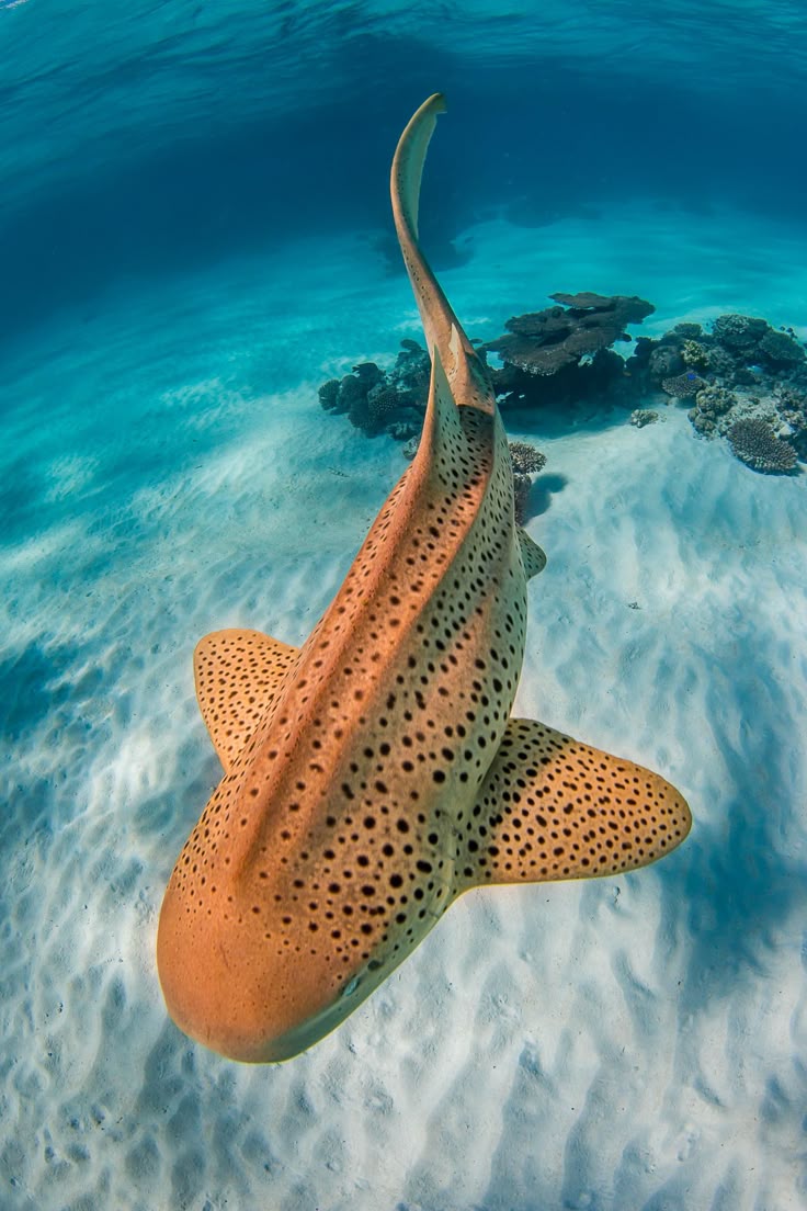 Leopard Shark Ningaloo Reef Western