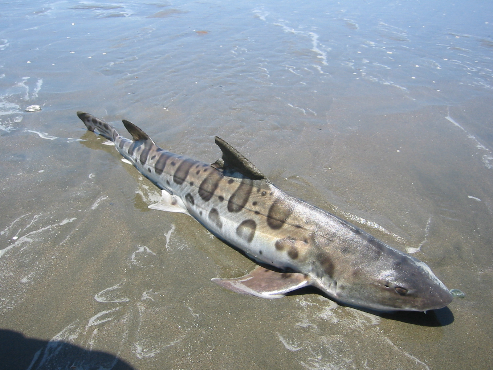 Leopard Shark Die Off Has San Francisco