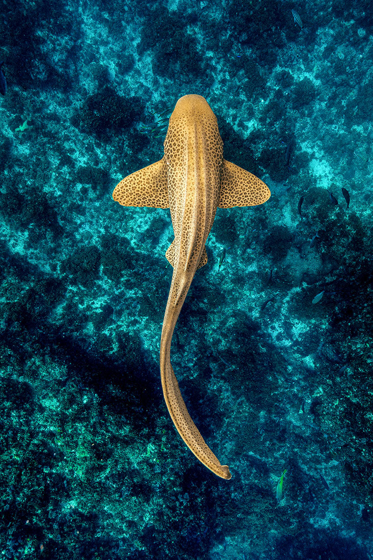 Leopard Shark / Zebra Shark Vertical