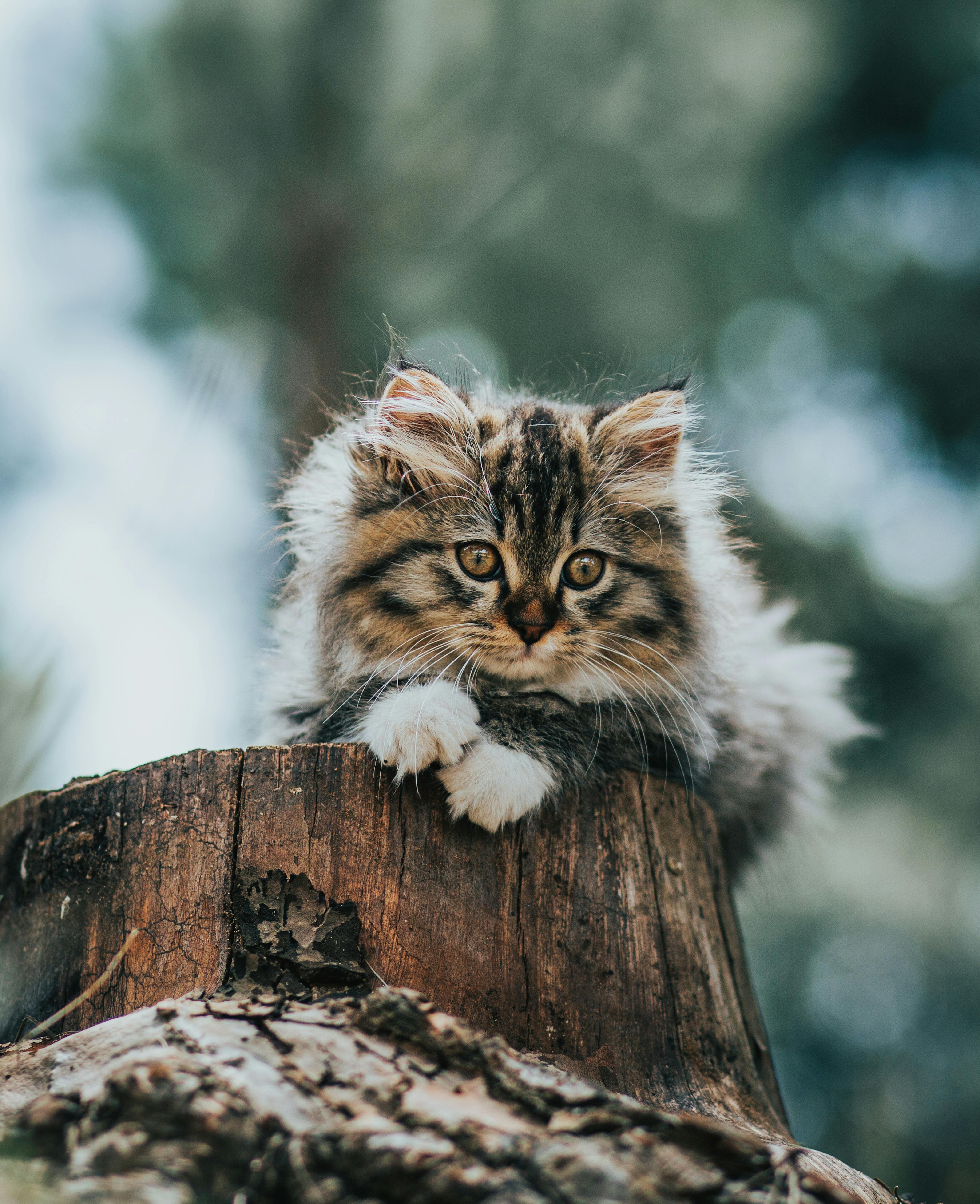 Cute fluffy kitten on stump in forest