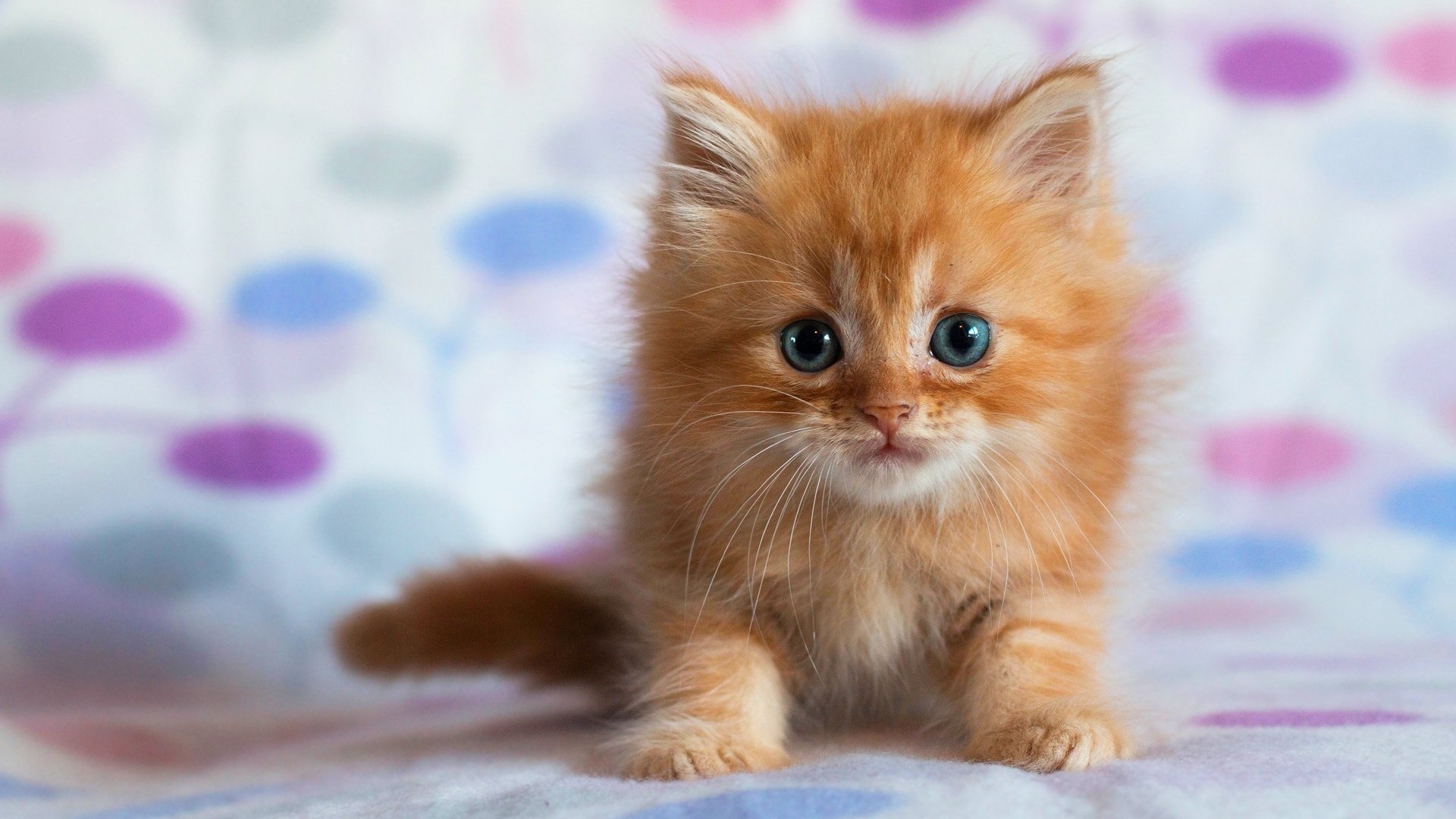Cute Kitten Animal Cat Cute Cat