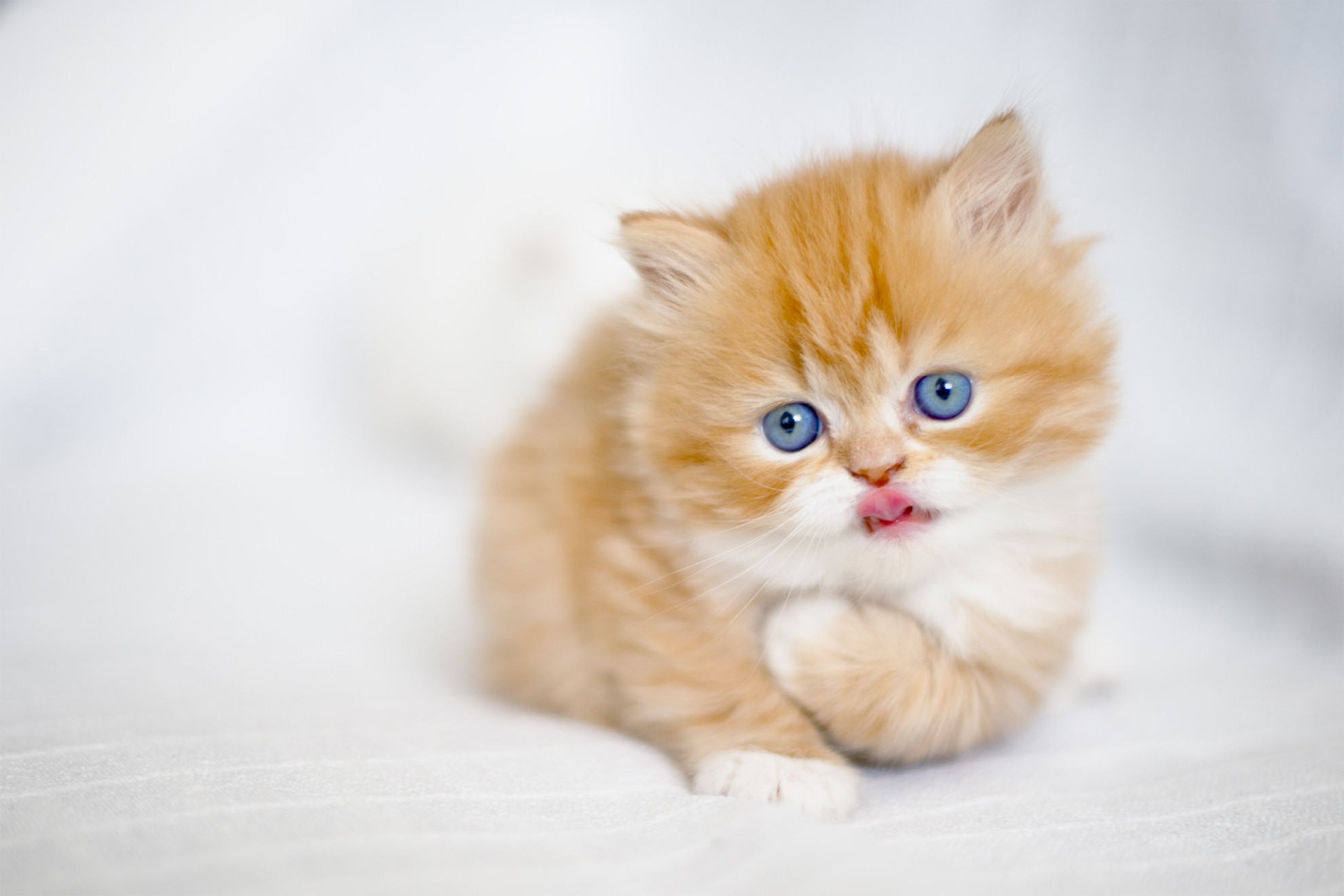 Cute Fluffy Kitten