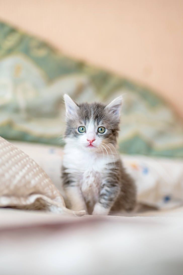 Photos of Fluffy, Adorable Cats