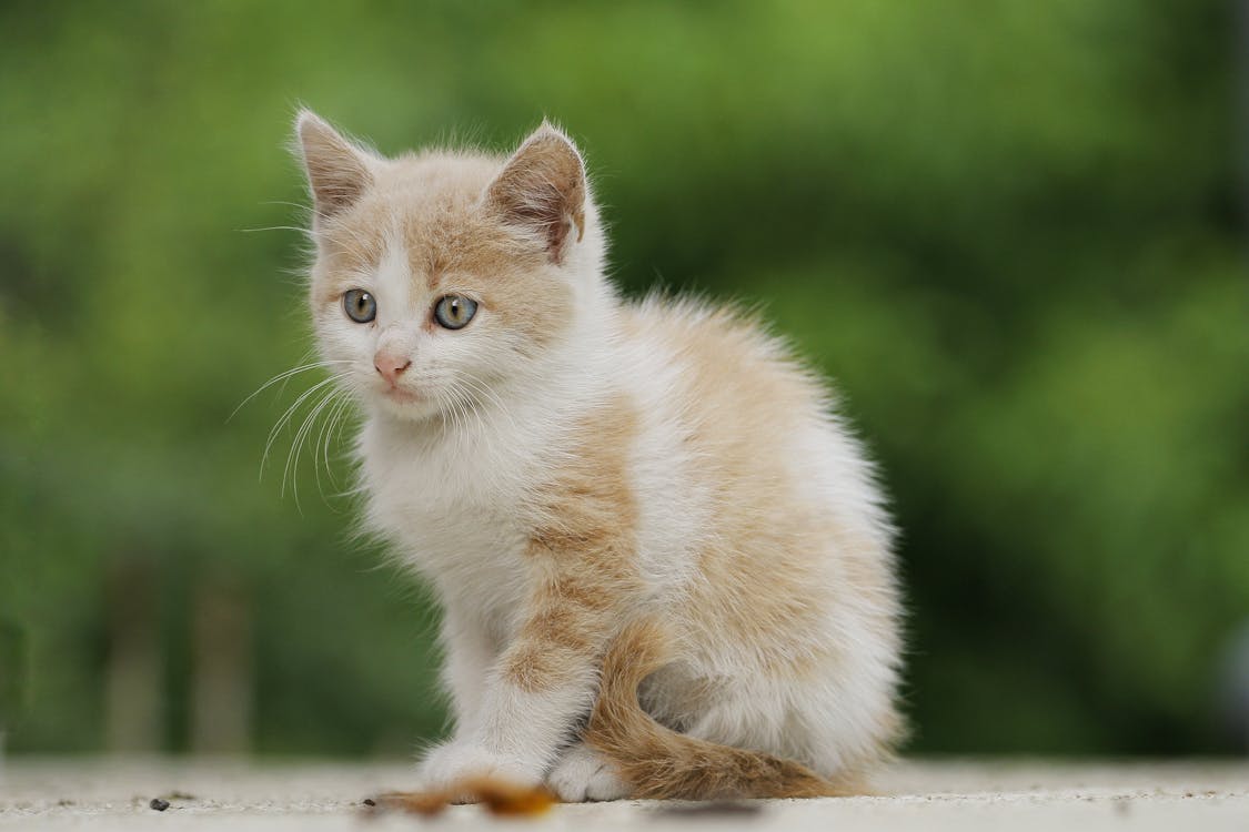 Fluffy Kitten · Free