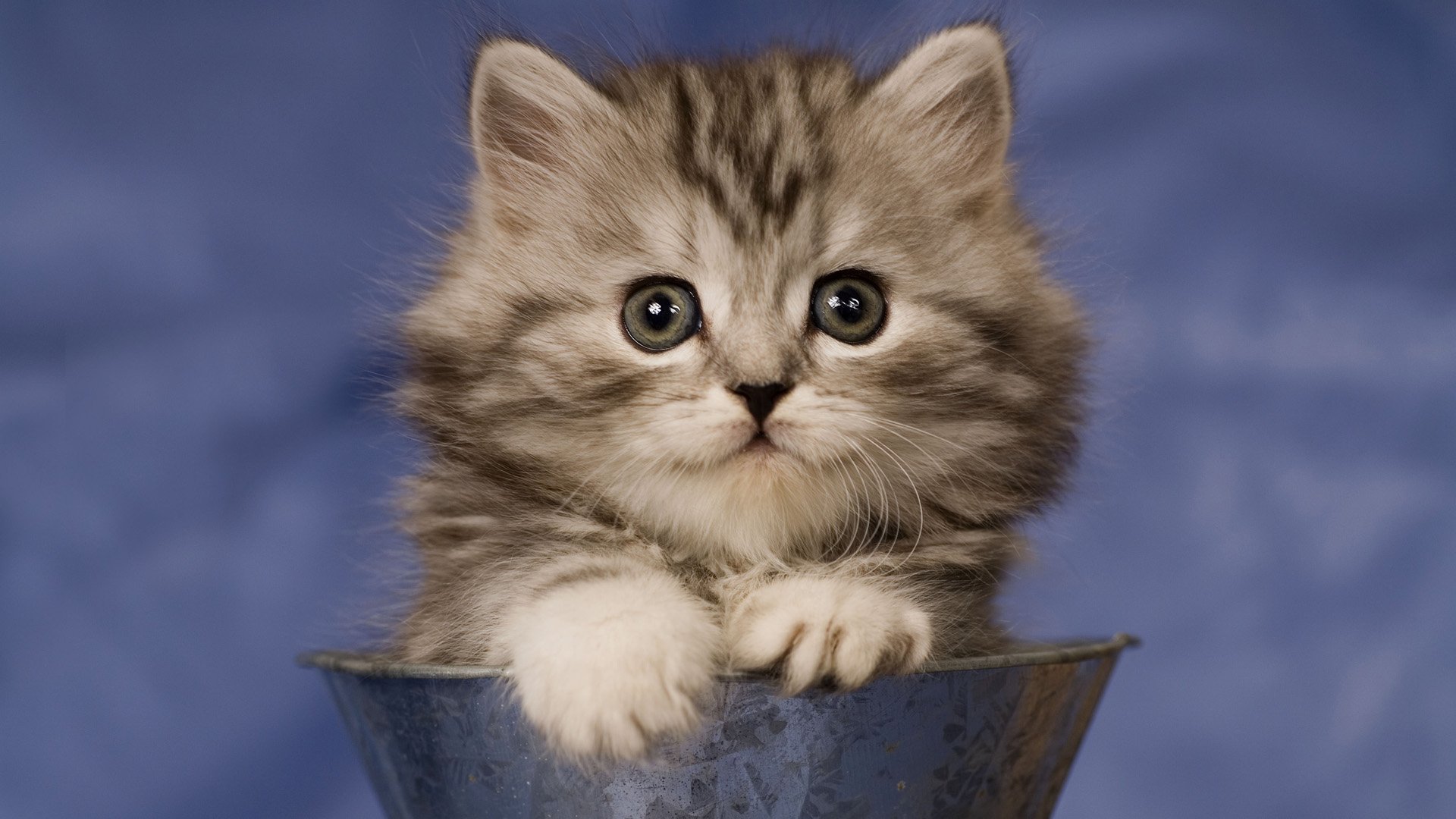 Fluffy Kitten Animal Cat HD Wallpaper