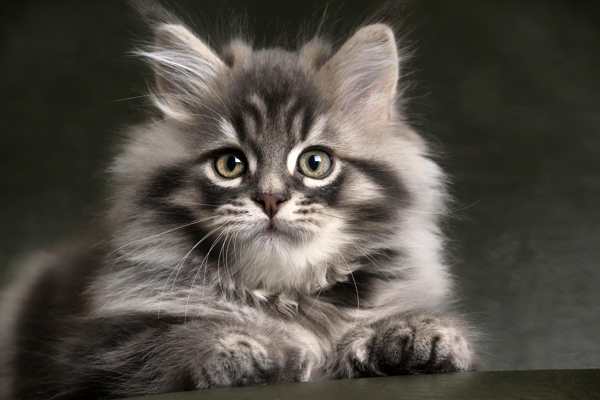 Adorable Gray Kitten