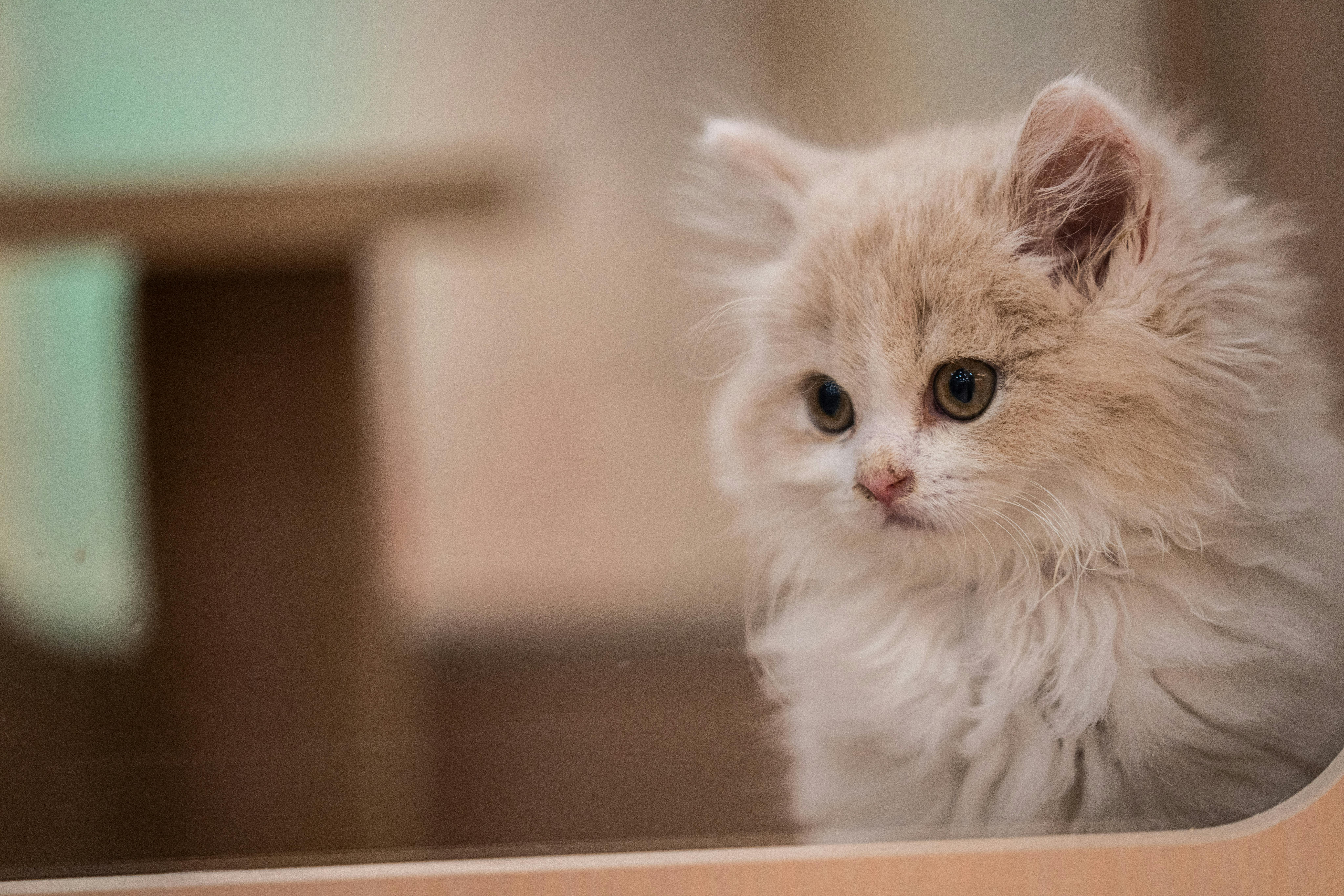 Fluffy Persian Kitten Portrait Indoors