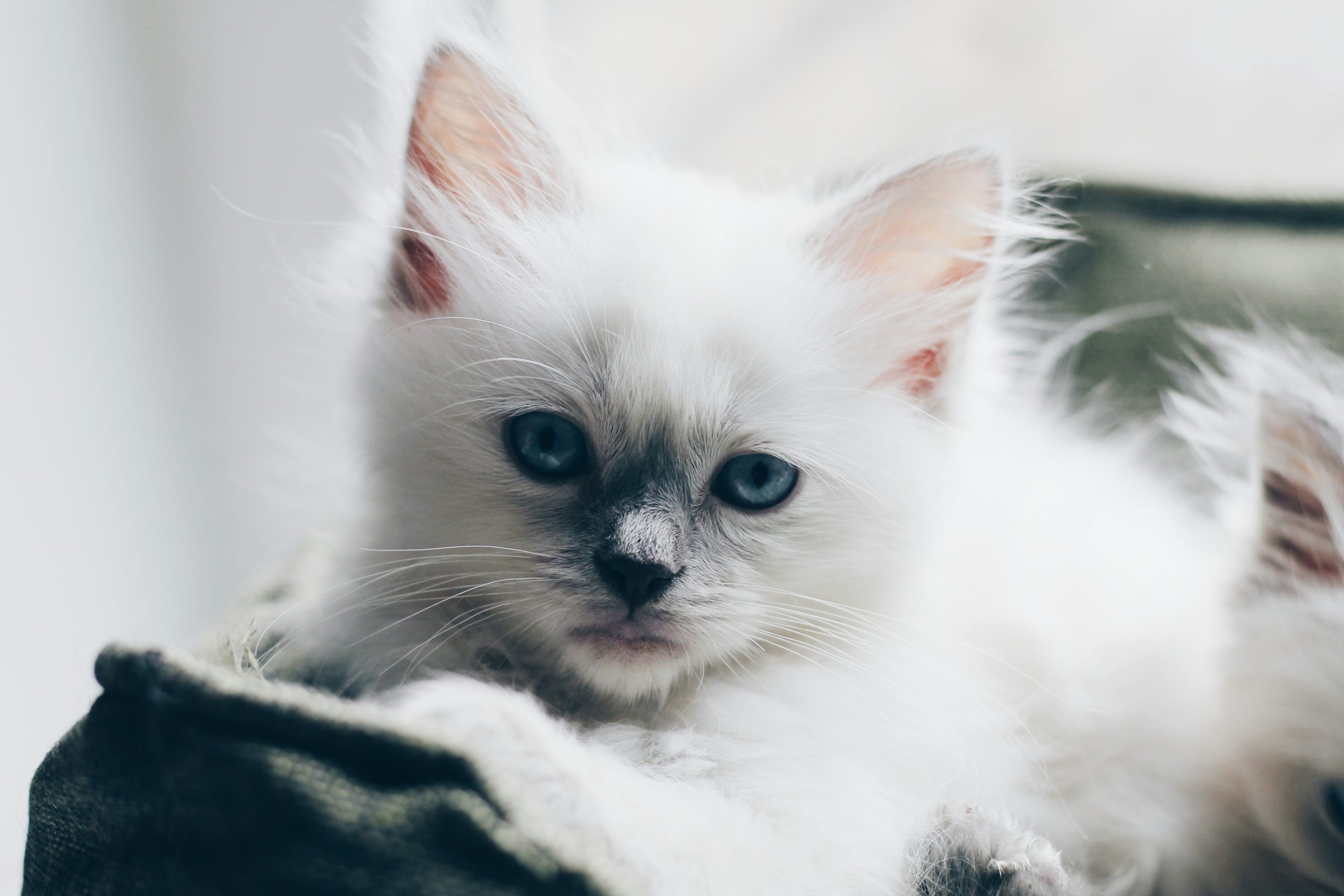 White Kitten Picture. Download Free