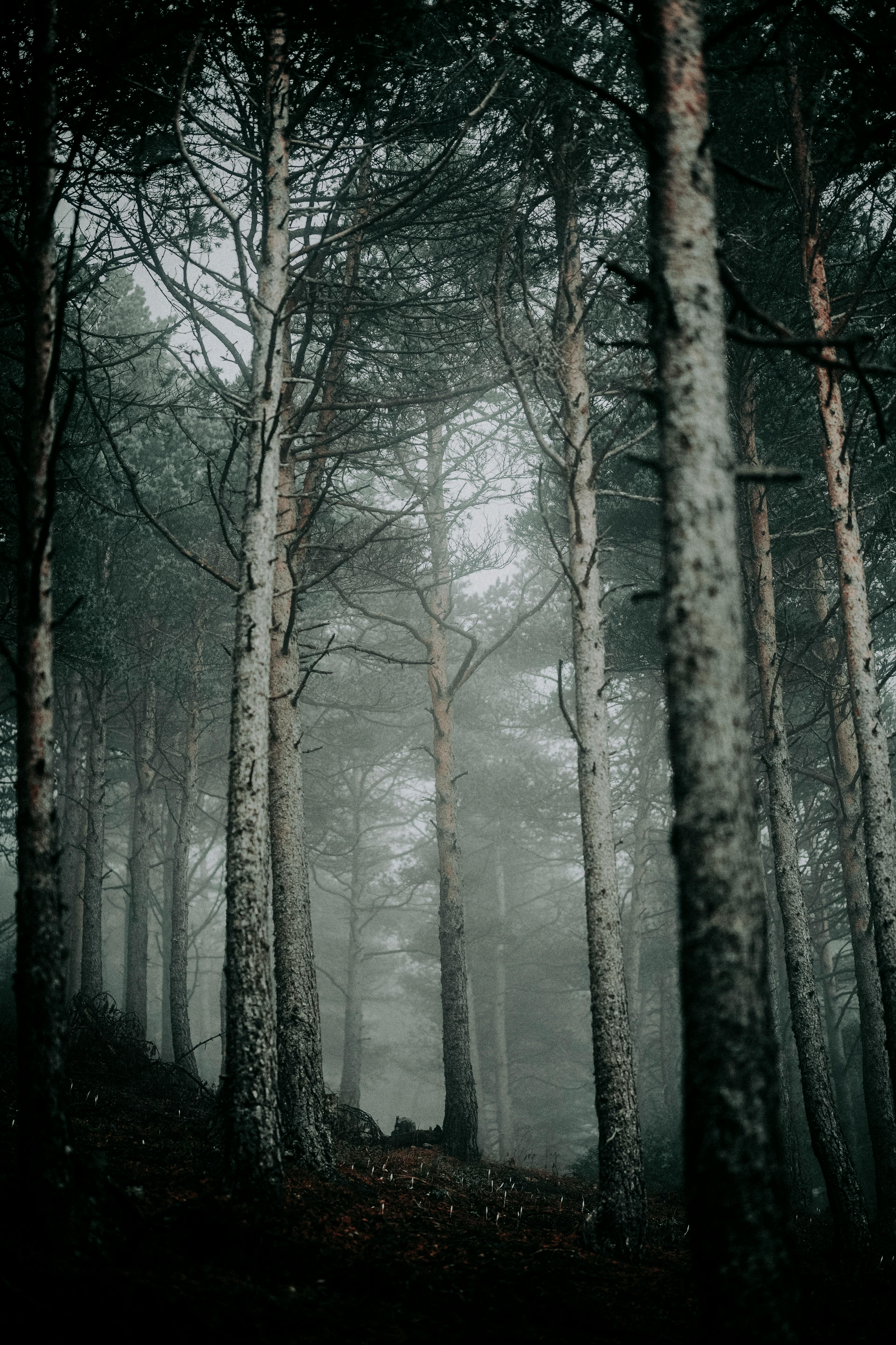 Trees on a Dark Forest · Free