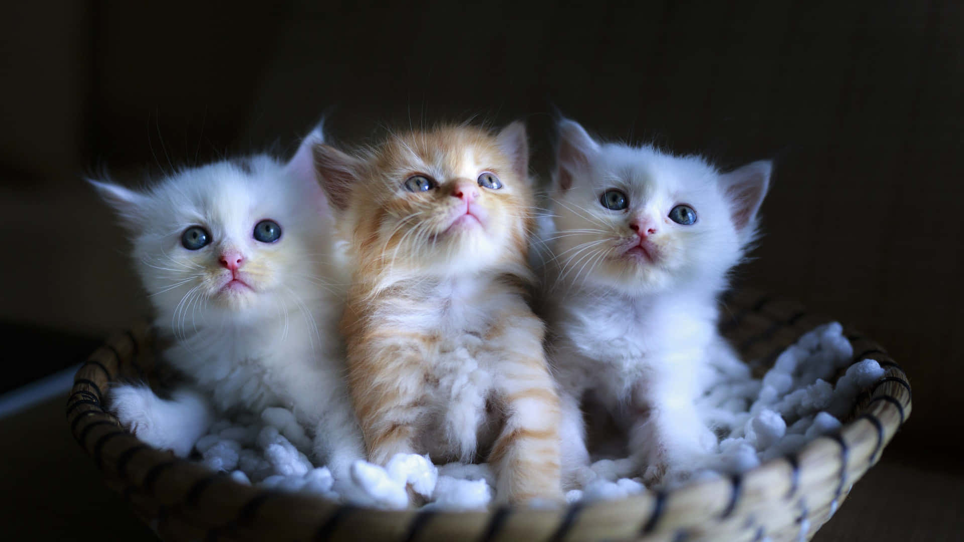 Cute Kittens Wallpaper