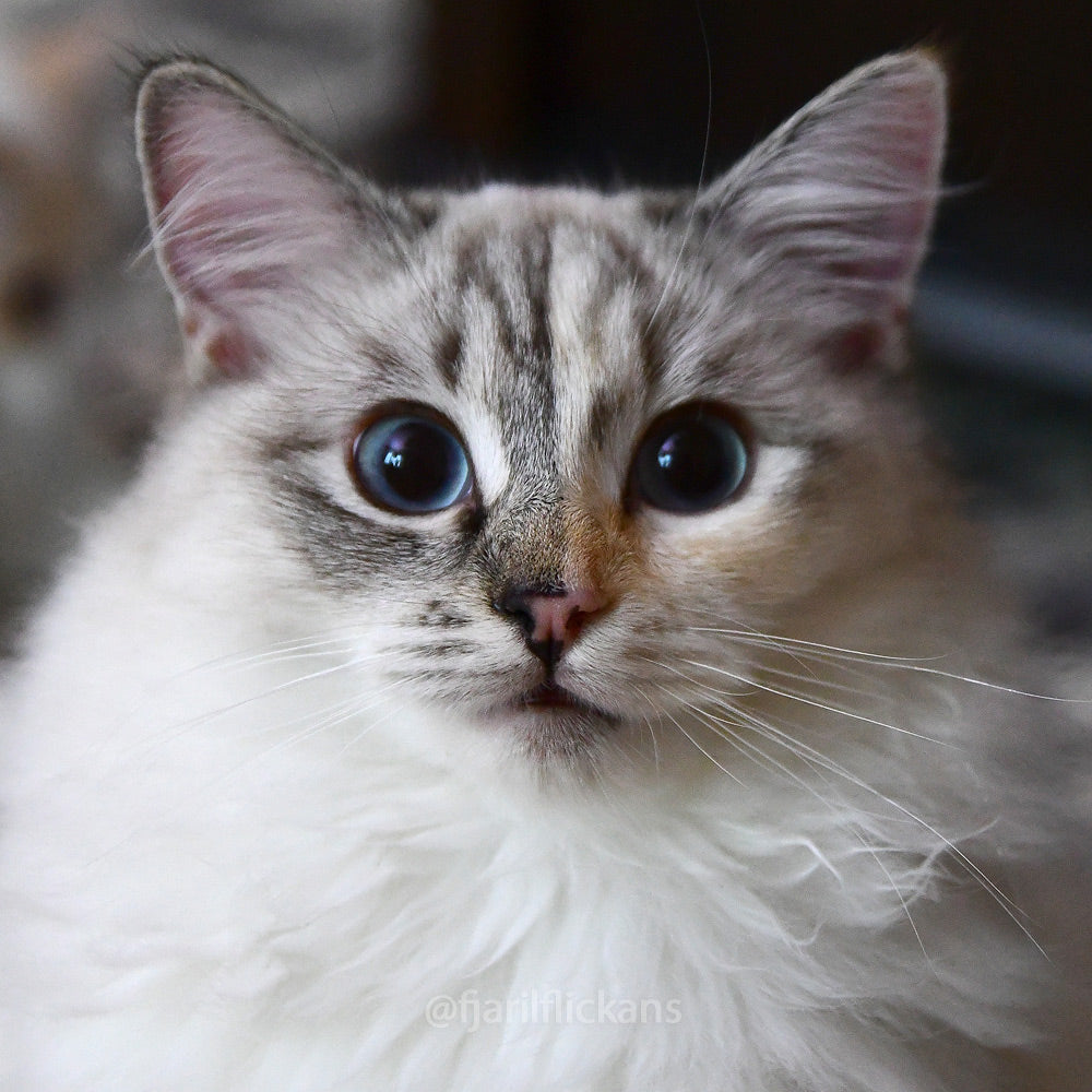 Ephora Wallpaper set, Kitten photo