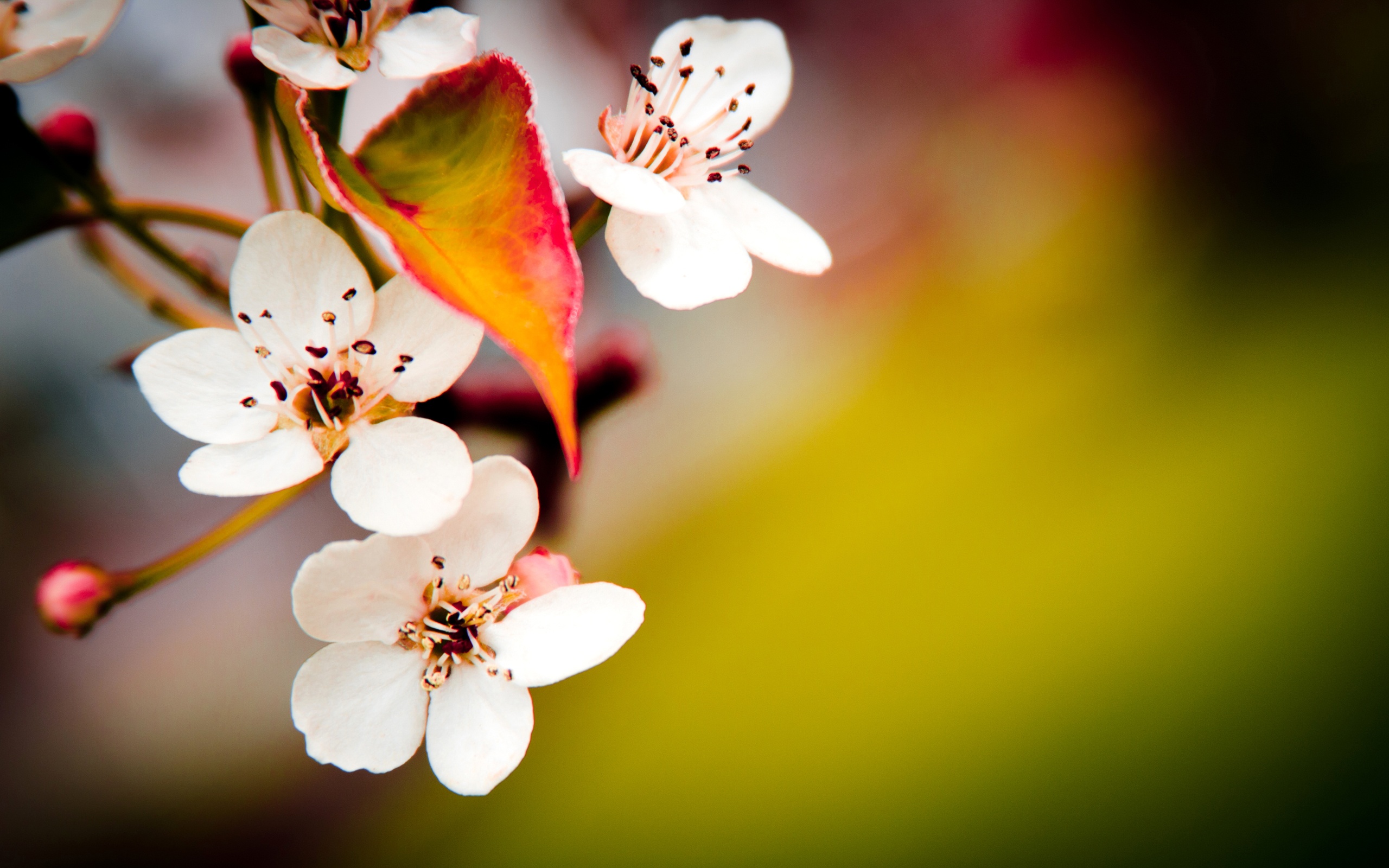 SPRING WALLPAPER, MACRO PHOTO, FLOWERS