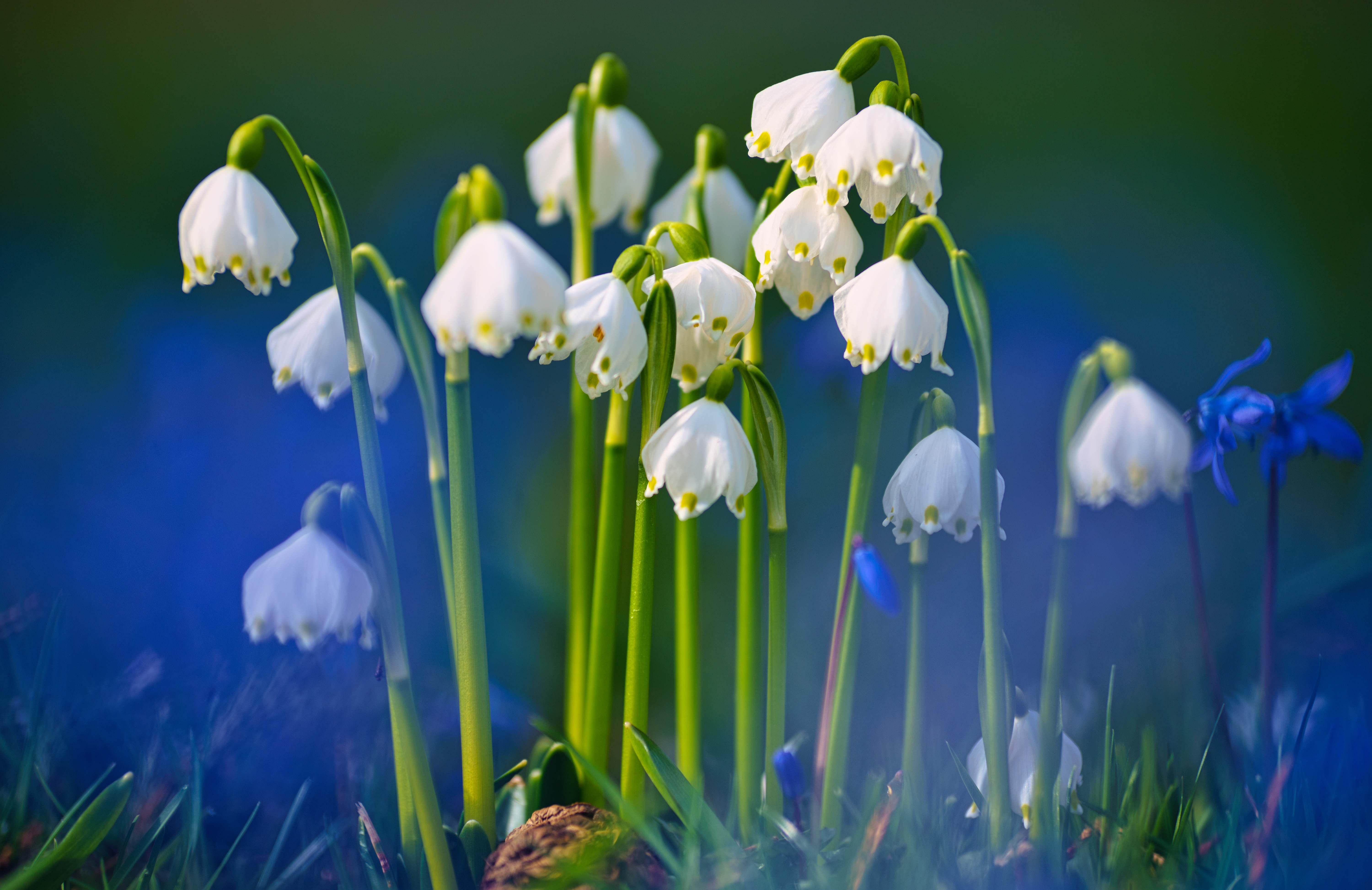 Download Flower White Flower Spring