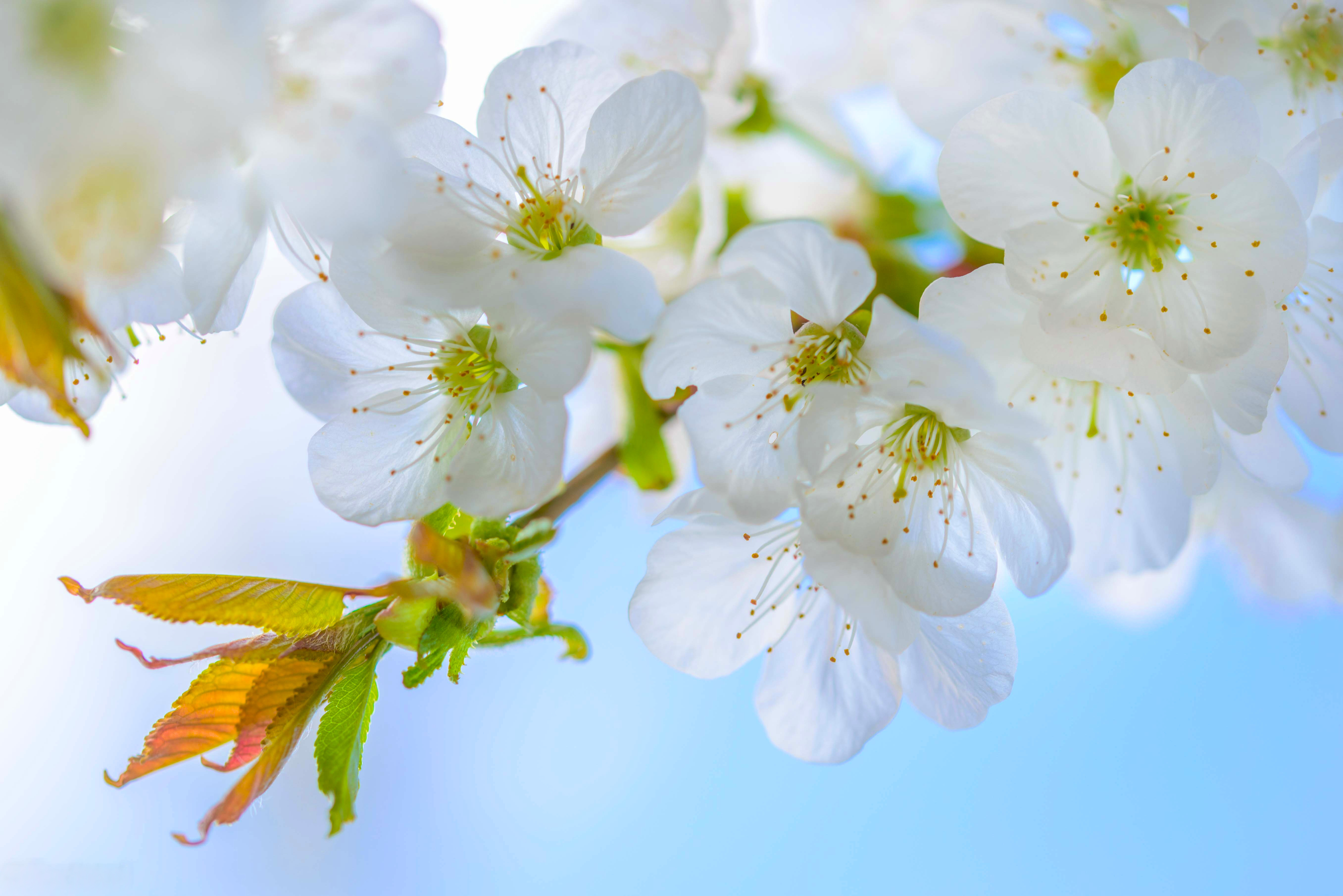 Download White Flower Spring Branch