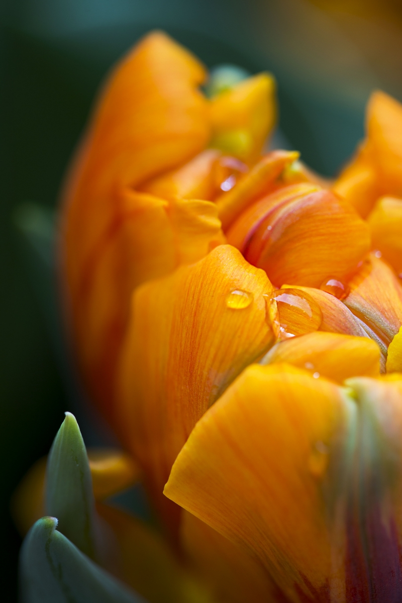 Photograph Early Spring Flower