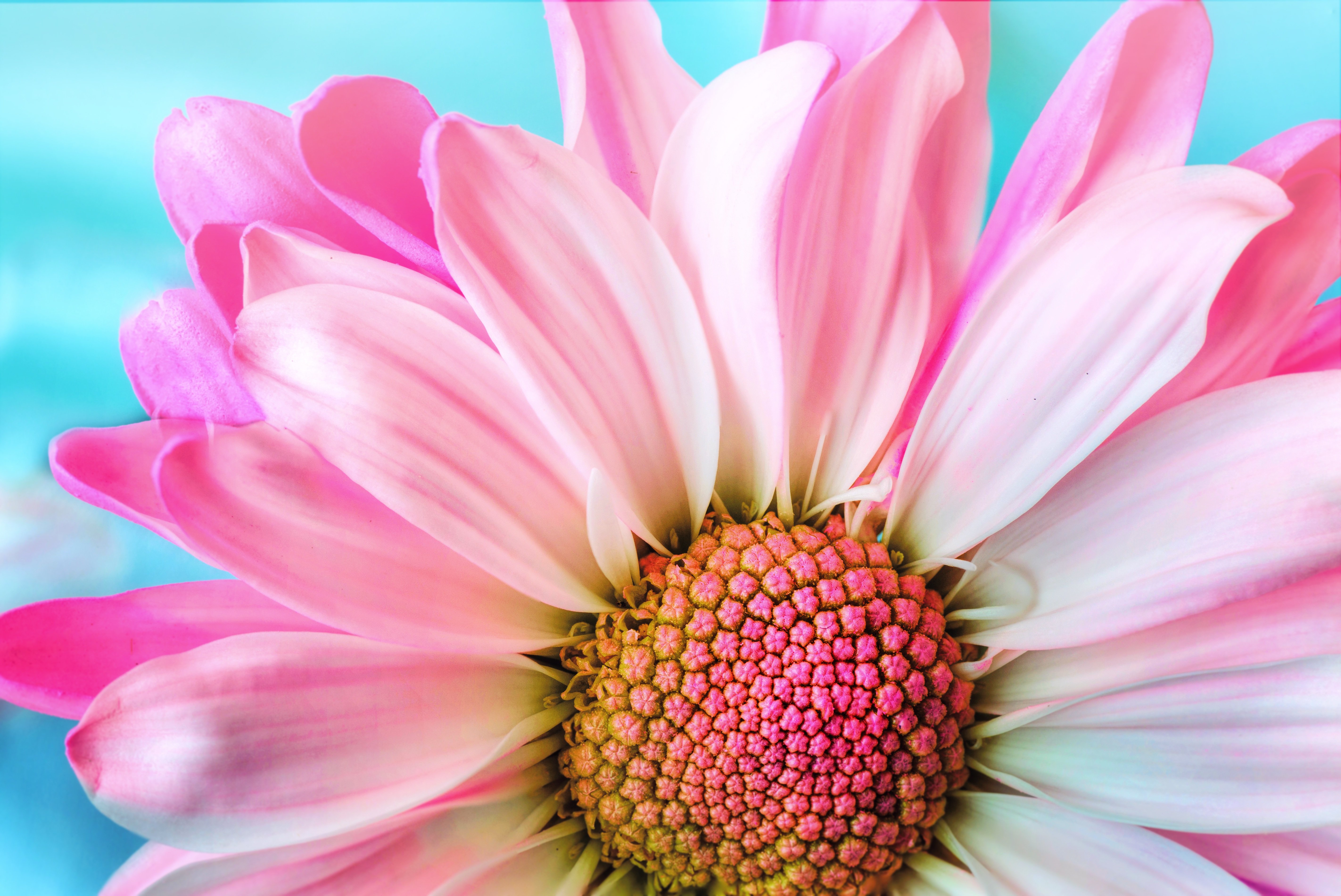 Pink Daisy Wallpaper 4K, Macro, Flora