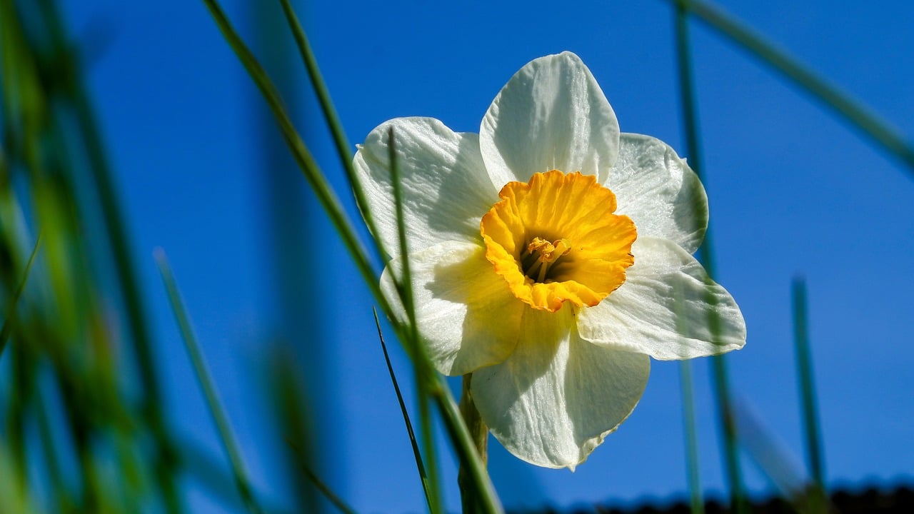Narcissus Flower Macro