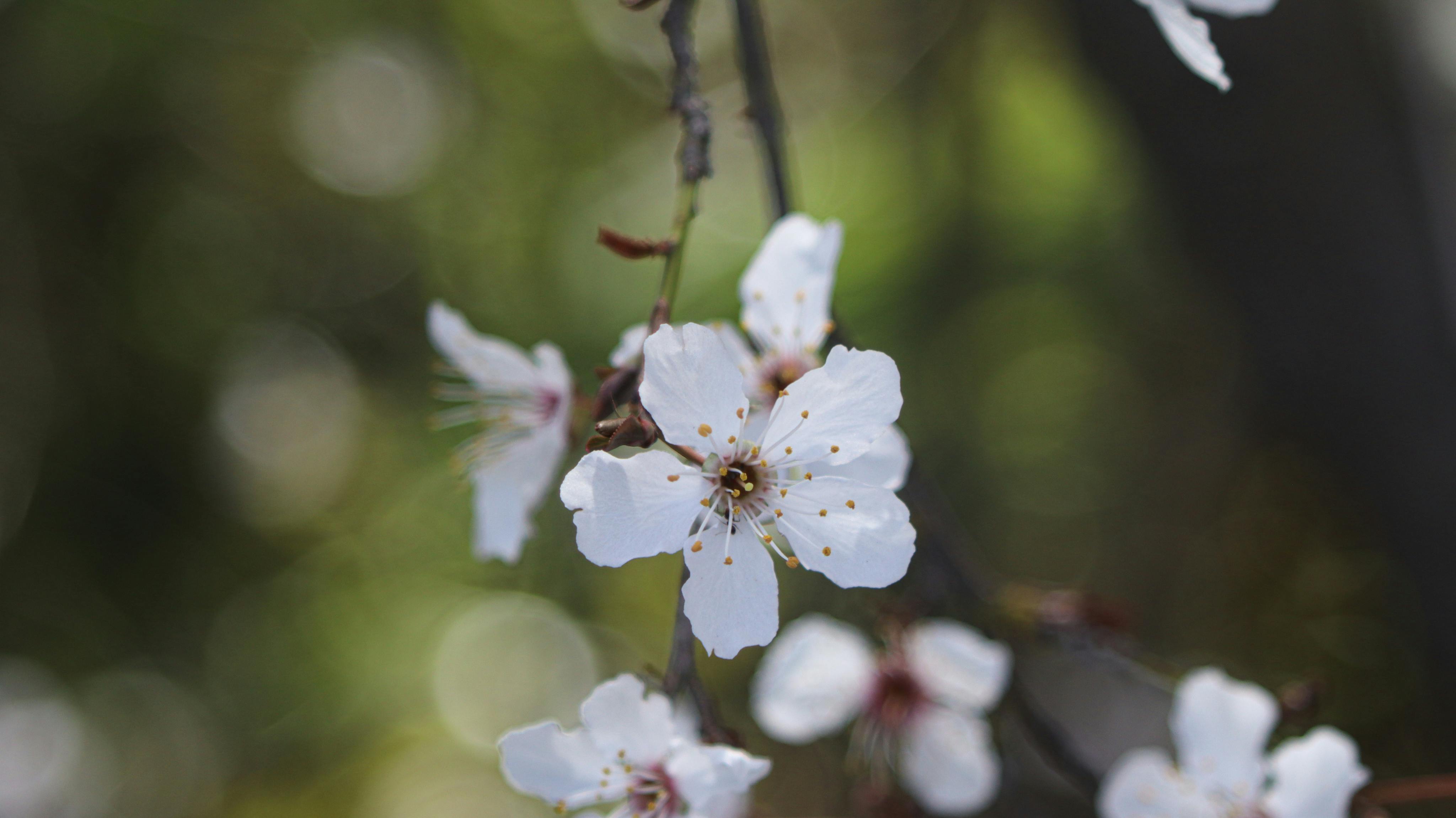 Close Up Of Cherry Blossom In Spring