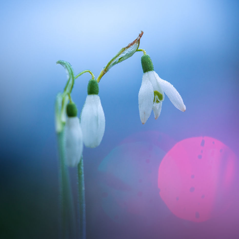 Tips on How To Photograph Spring Flowers