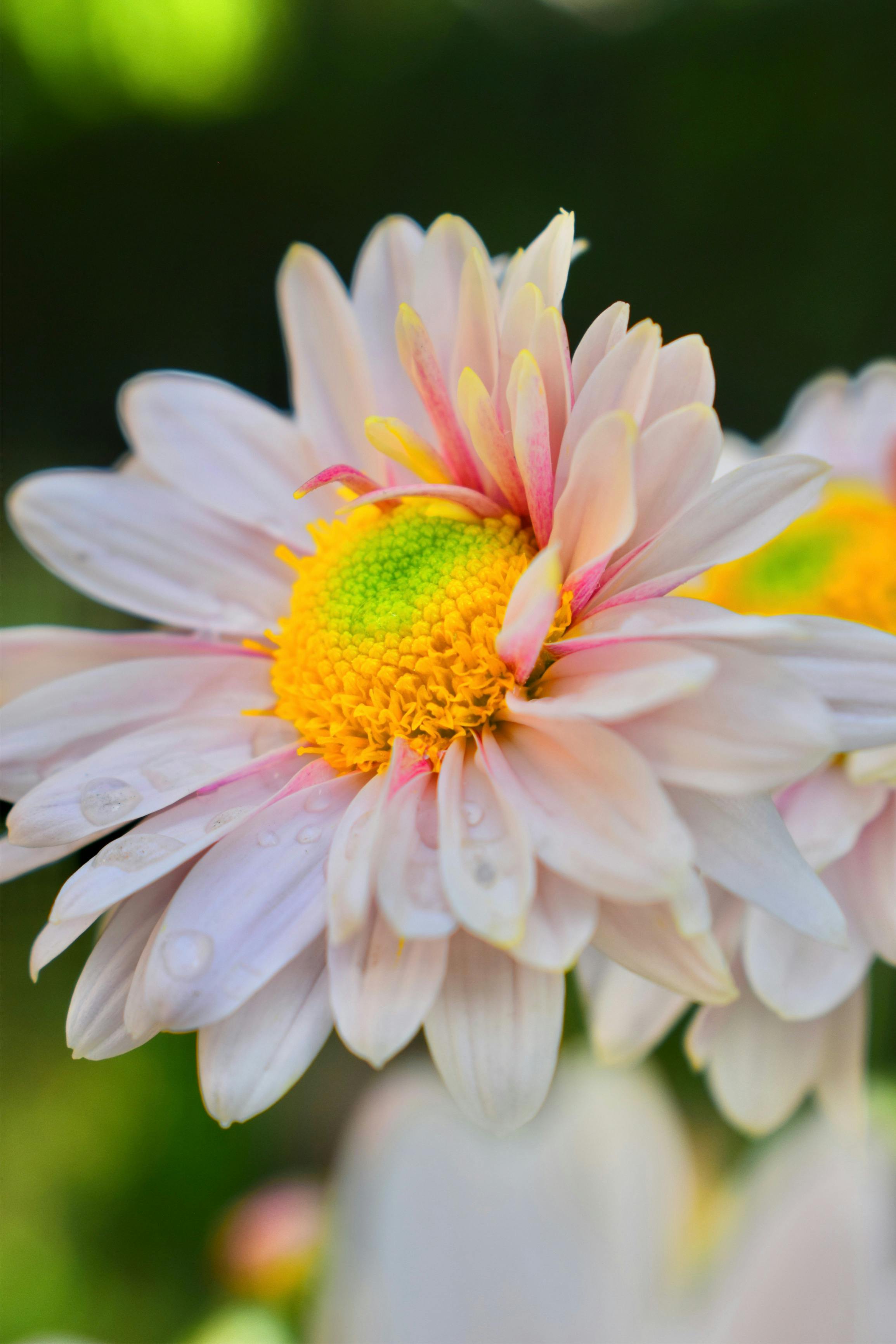Macro Photography of Blooming Flower