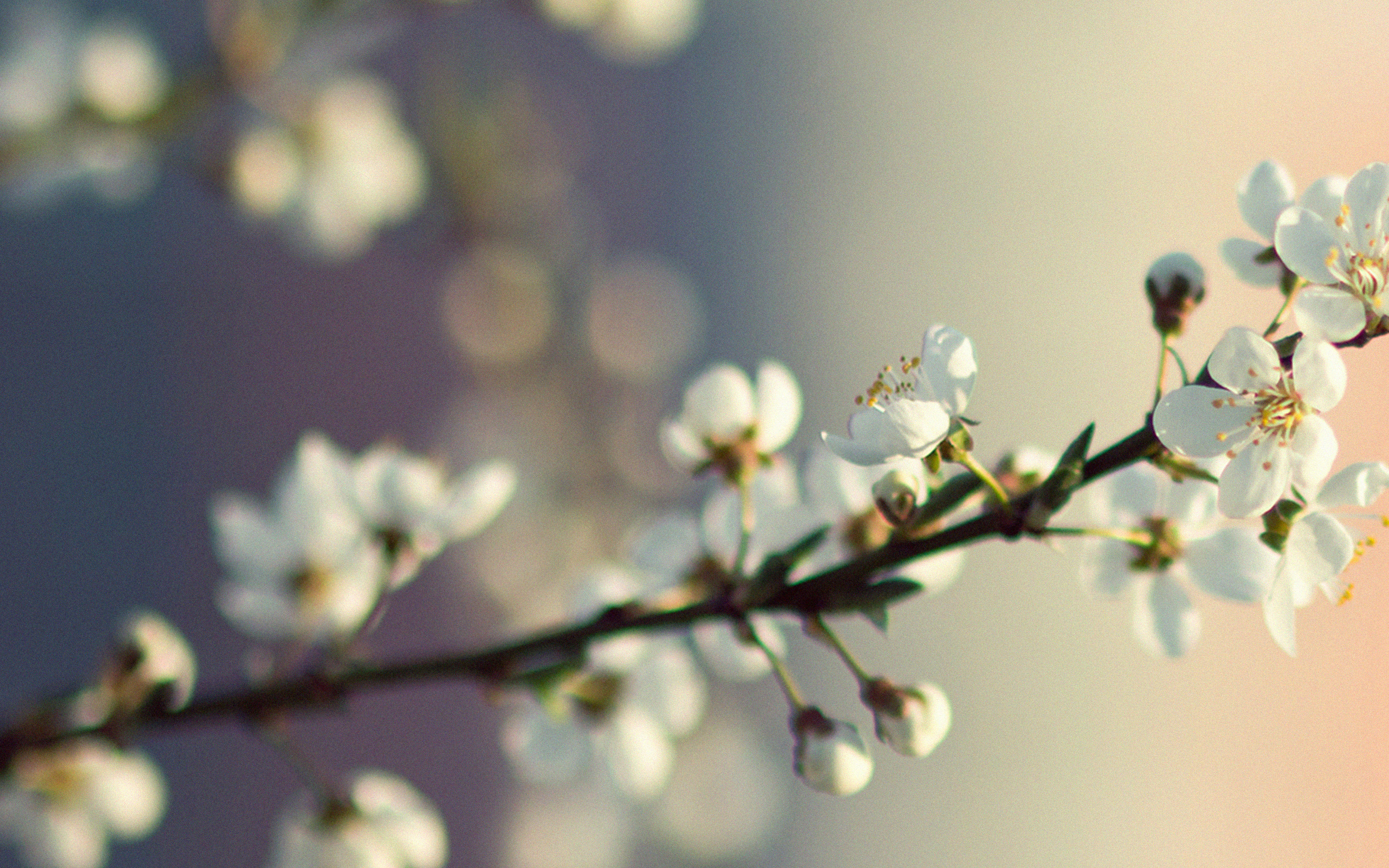 Spring Flower White Happy Moments