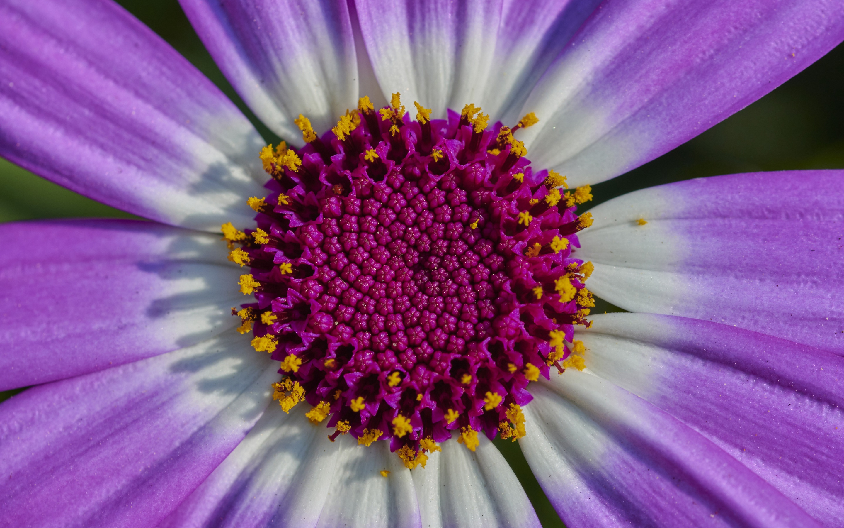 Purple Flower Wallpaper 4K, Macro
