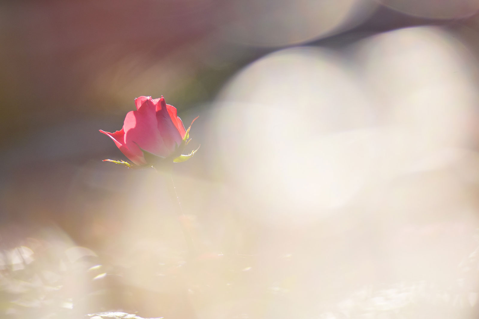 Enjoying macro photography