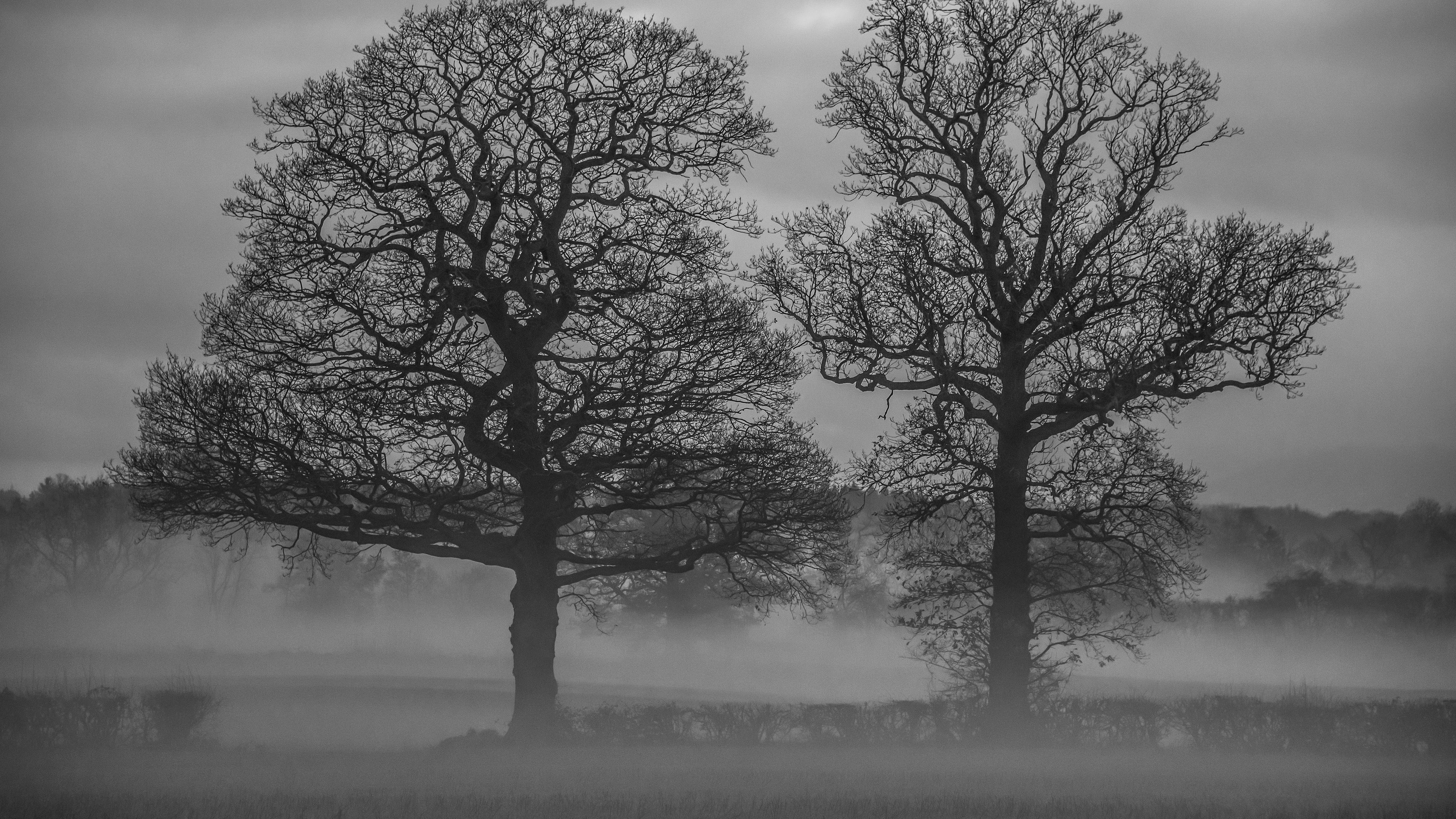 wallpaper 3840x2160 trees, fog, nature