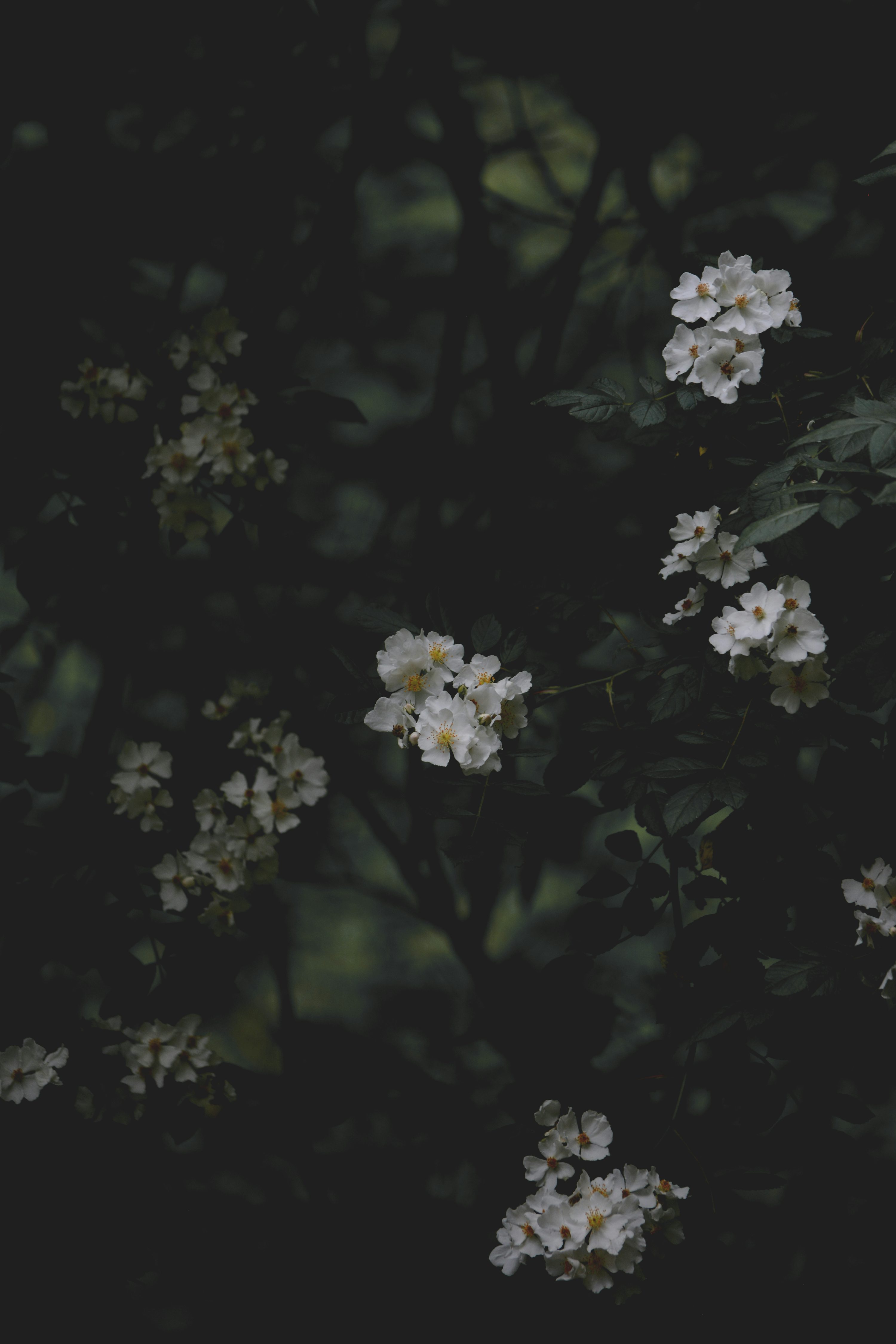 45,Dark Floral Picture. Download Free Image