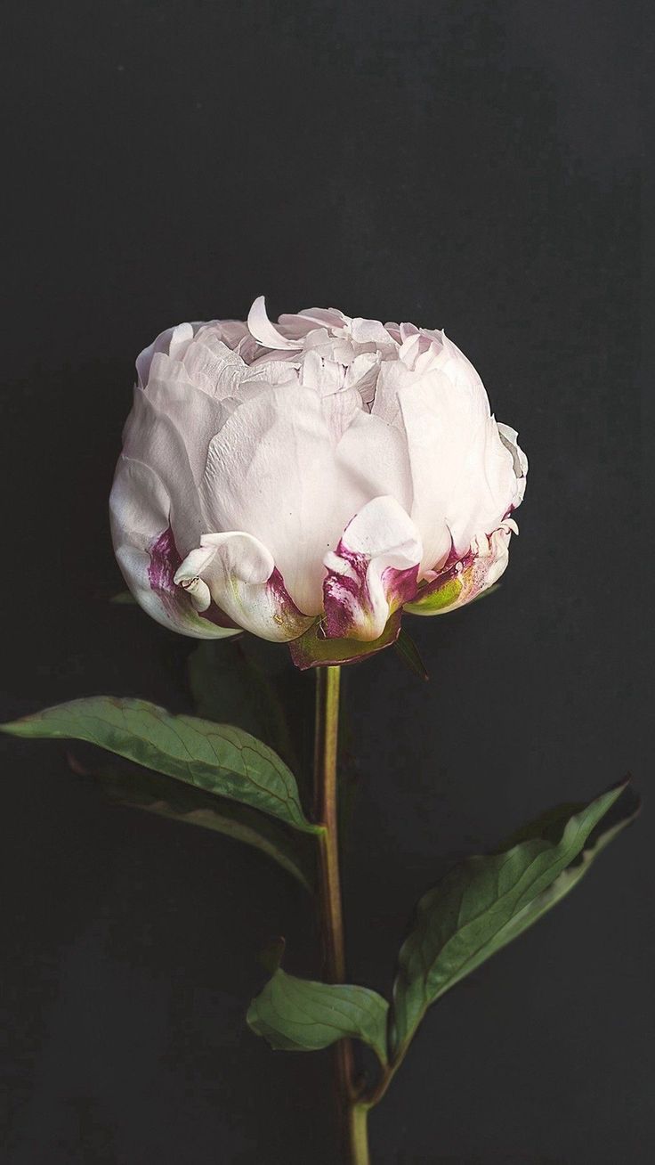 Awesome Real Dark Floral iPhone Wallpaper