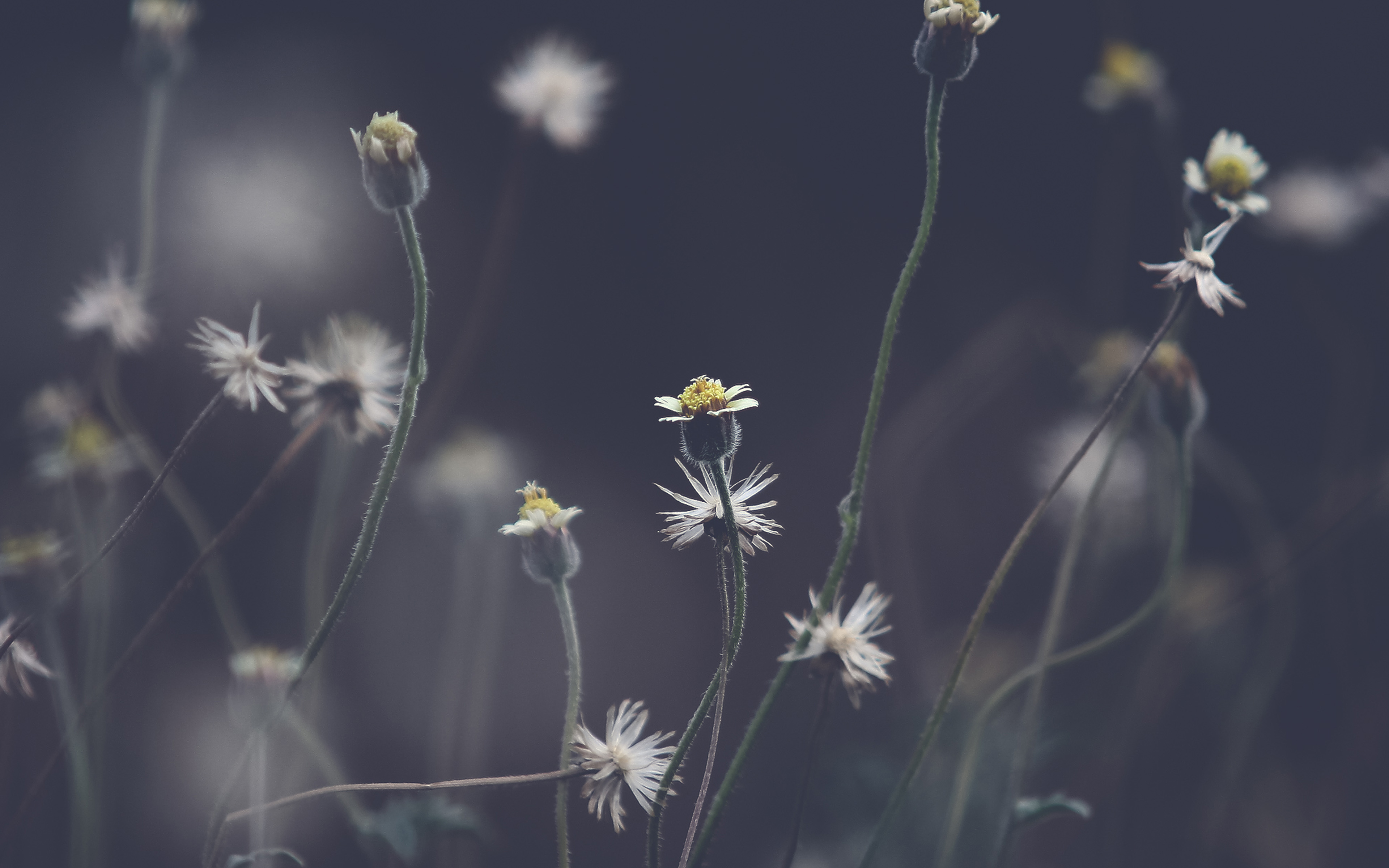 Flower Dark Bokeh Nature Wallpaper